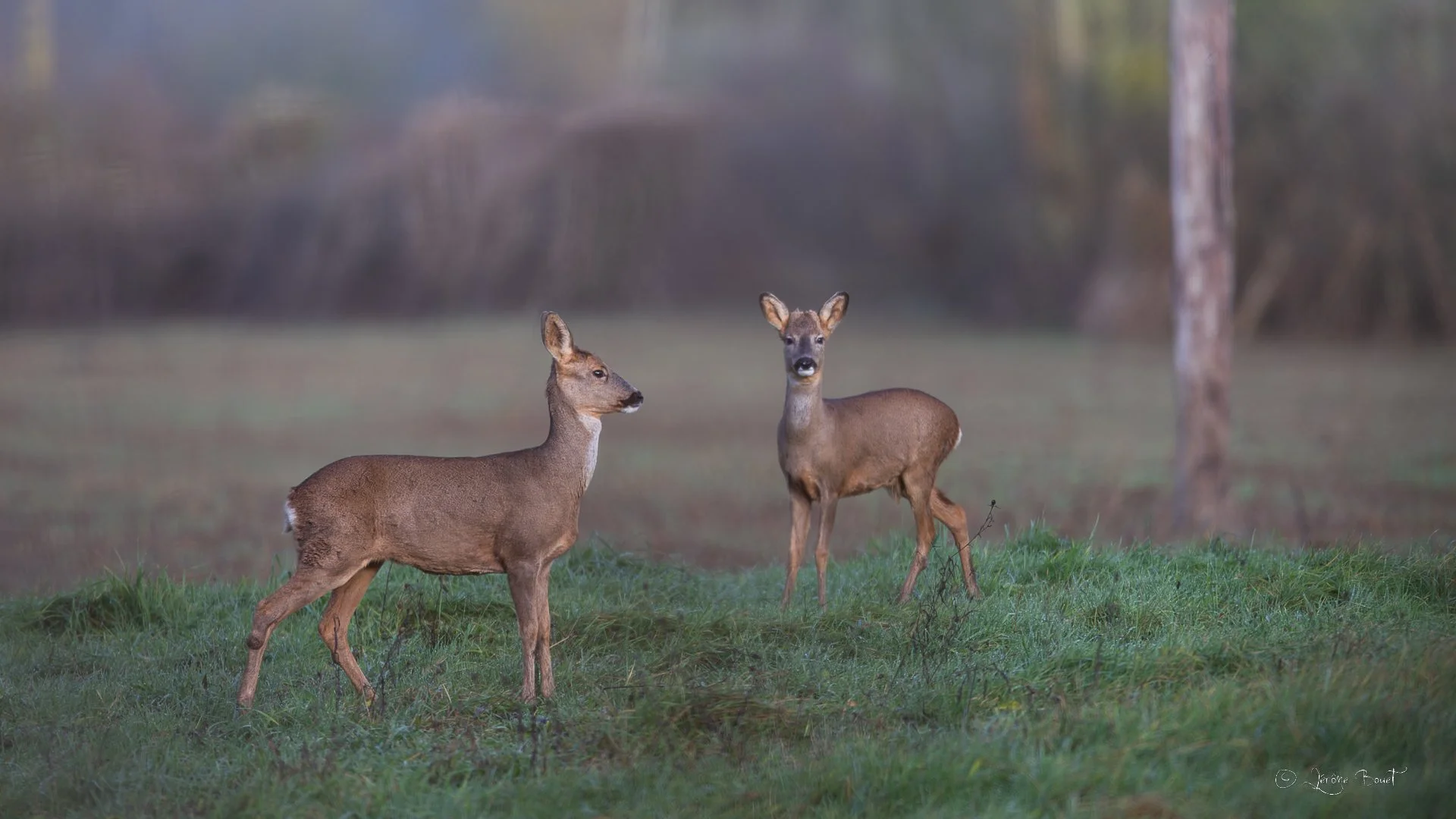 Duo de jeunes chevreuils