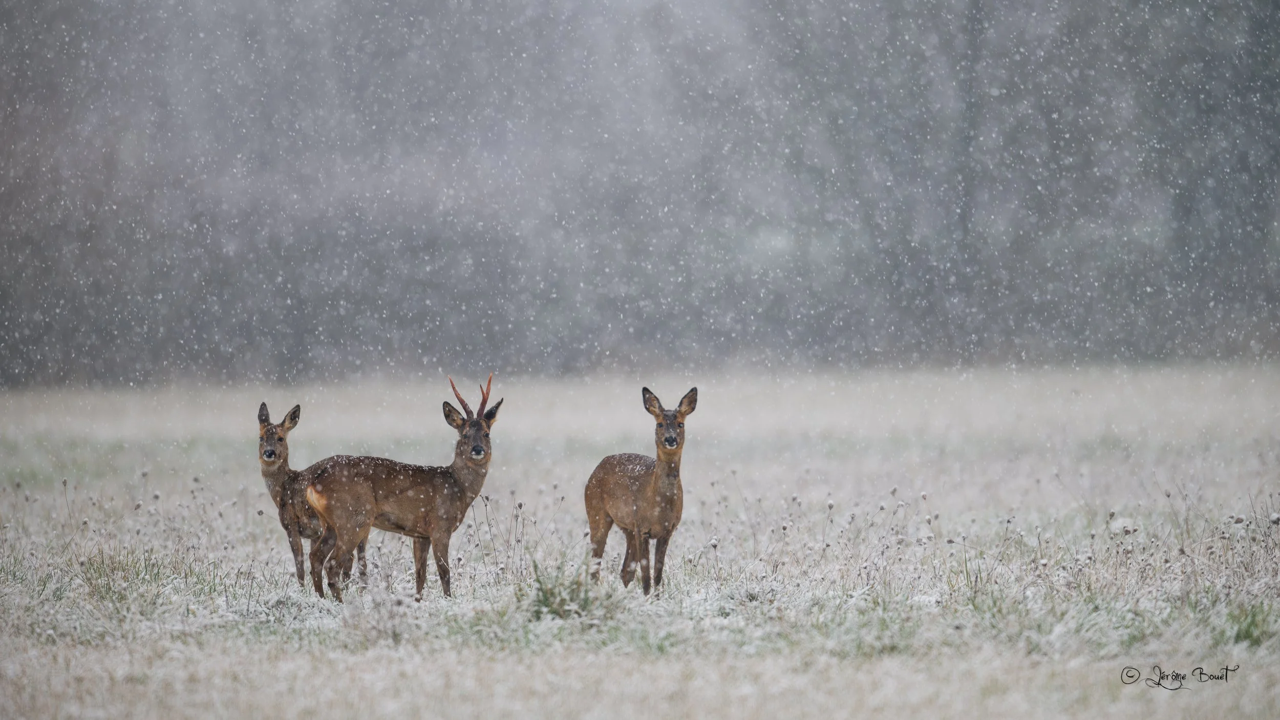 Fraye sanguinolente sous la neige