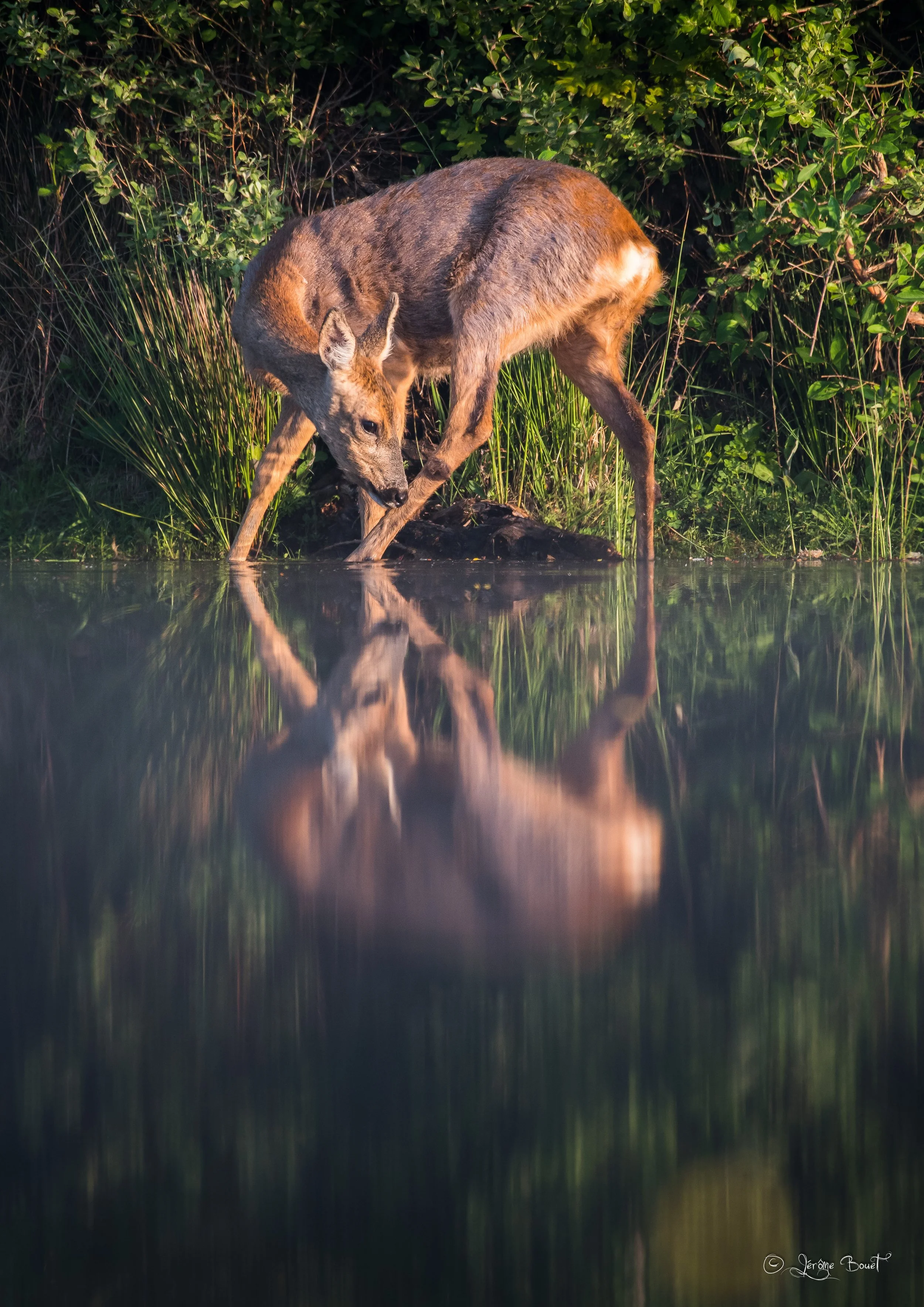 Narcisse