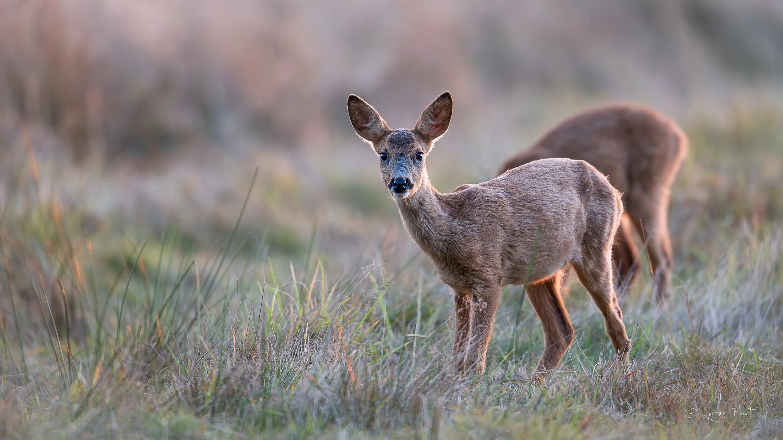 Regard attendrissant