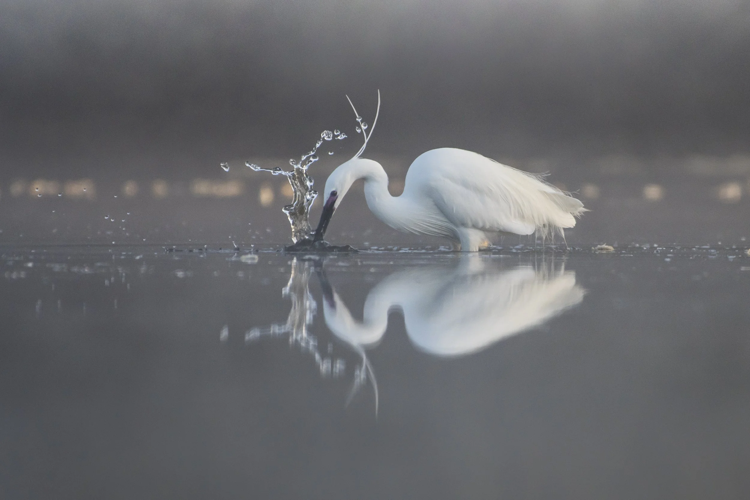 Aigrette Garzette à la pêche