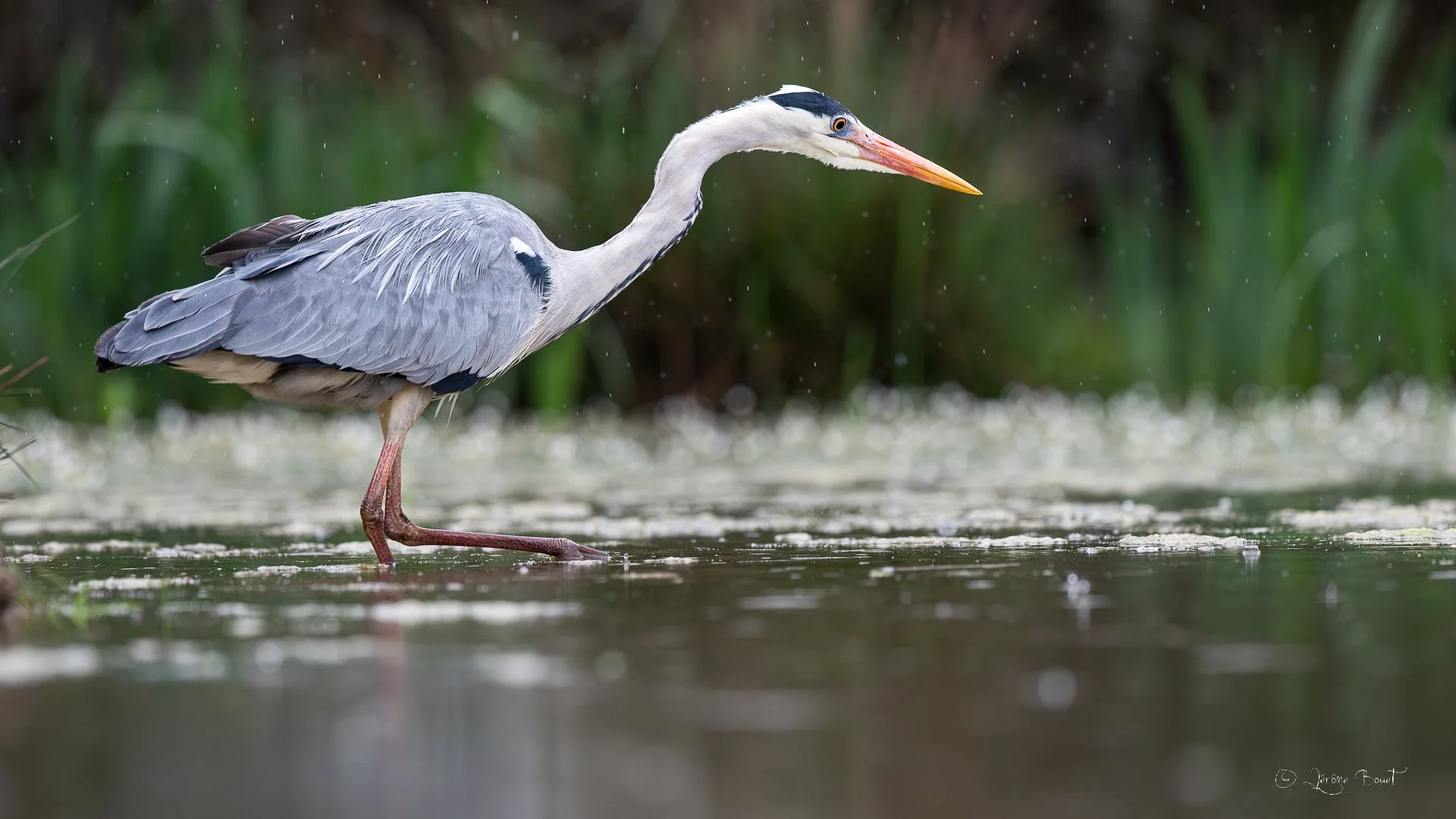 En chasse sous la pluie