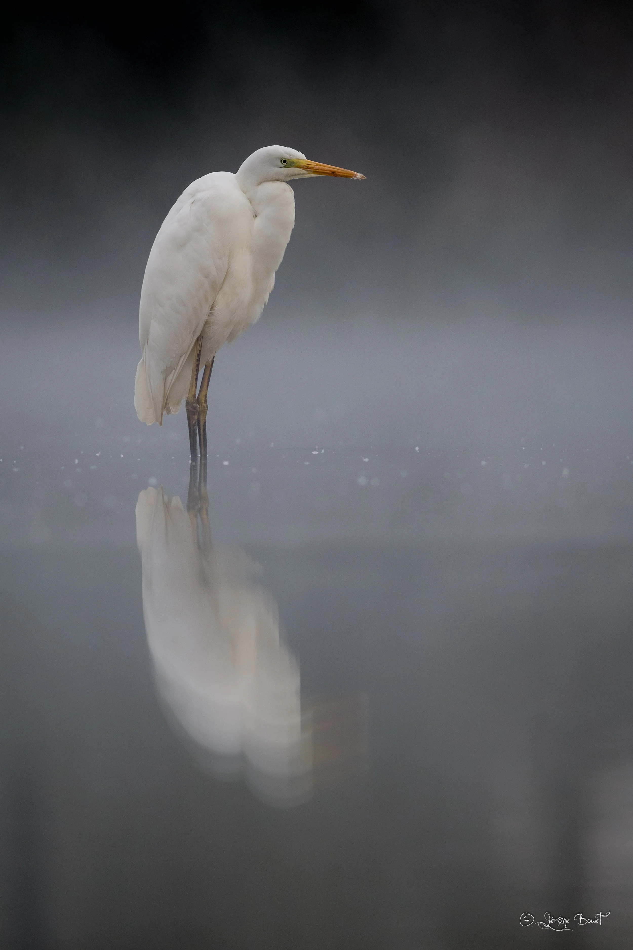 La dame blanche