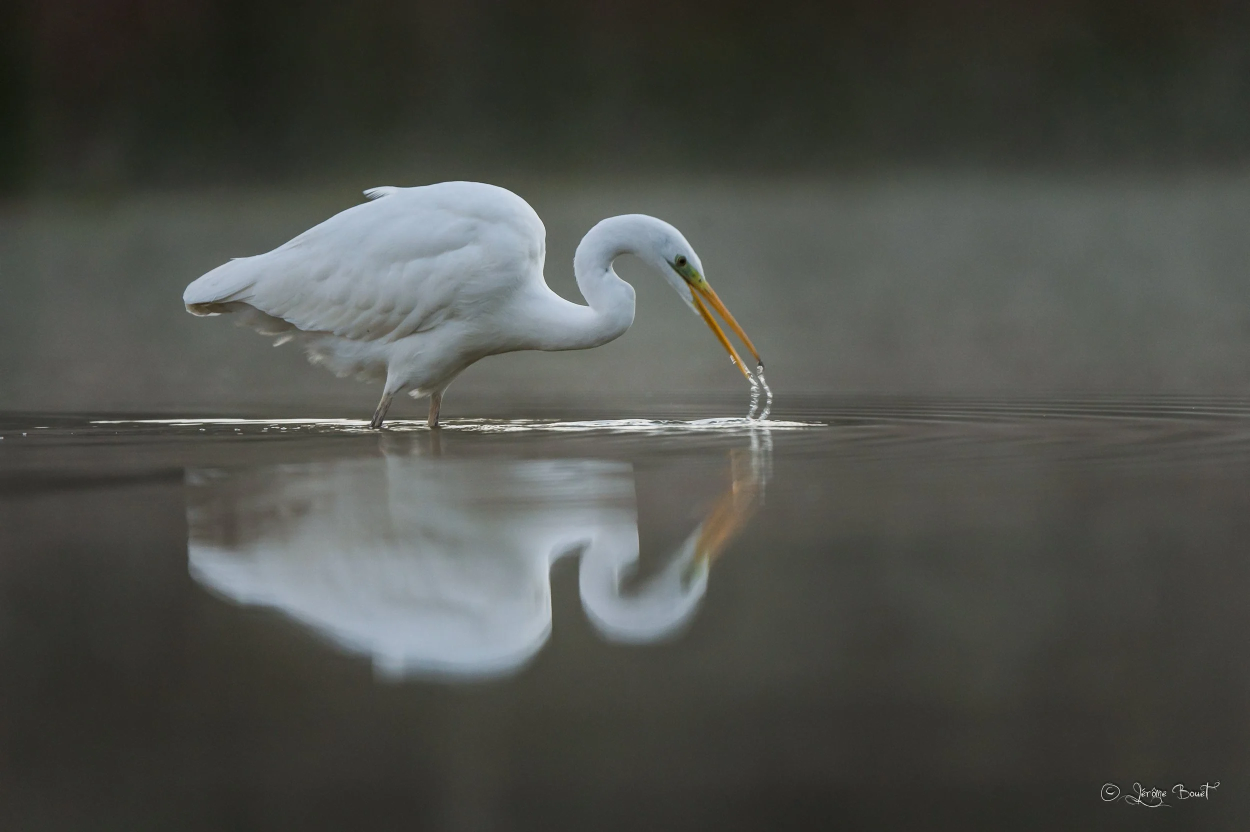Le bec dans l'eau