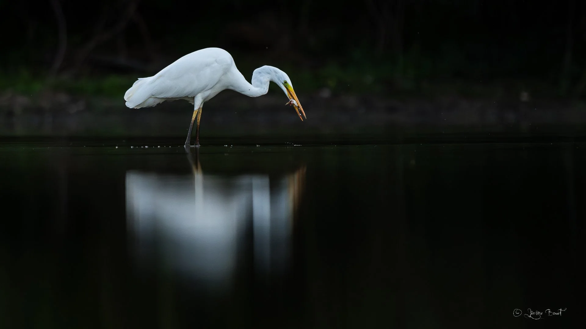 Pêche crépusculaire