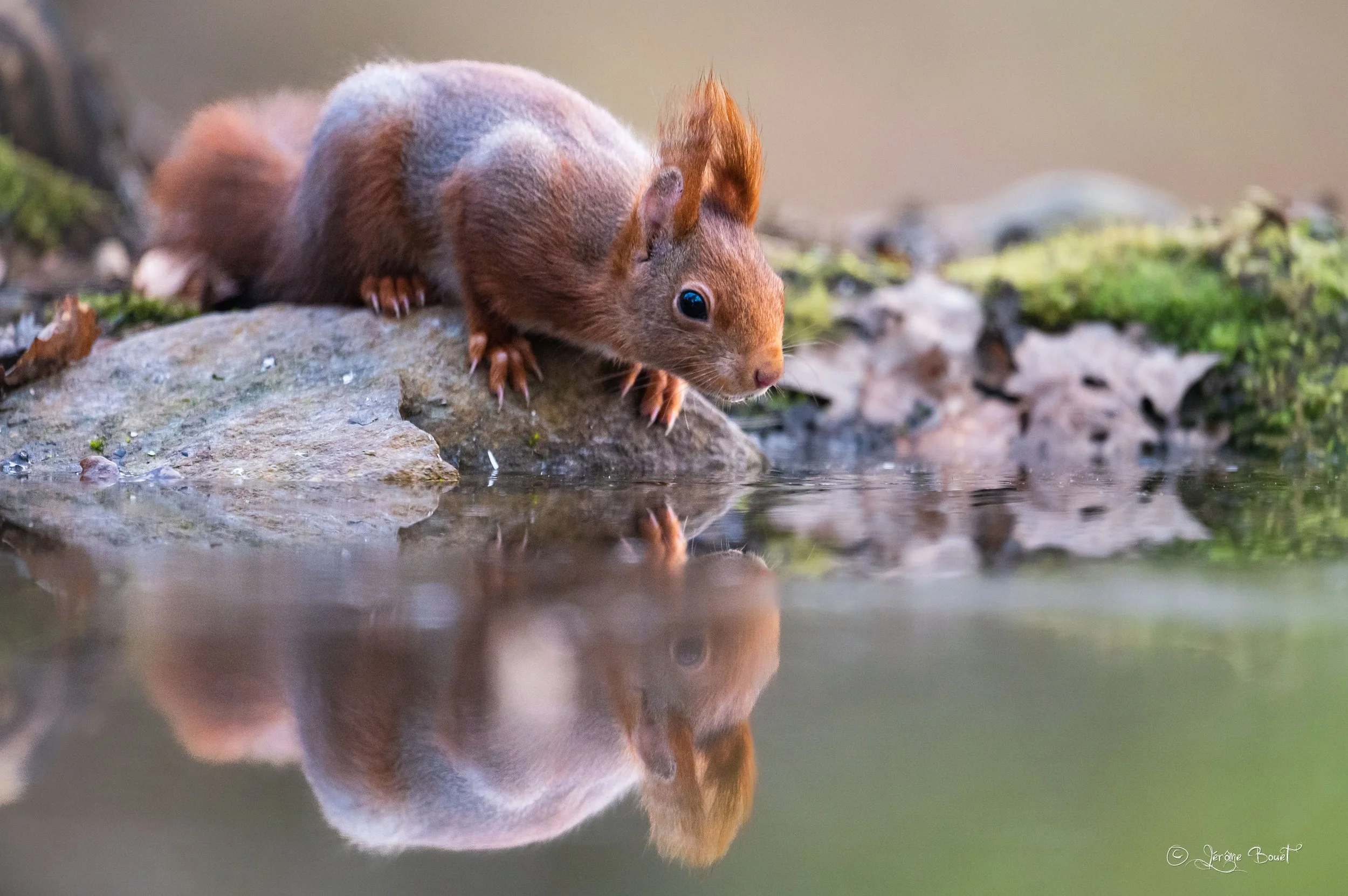 Le petit roux et son reflet