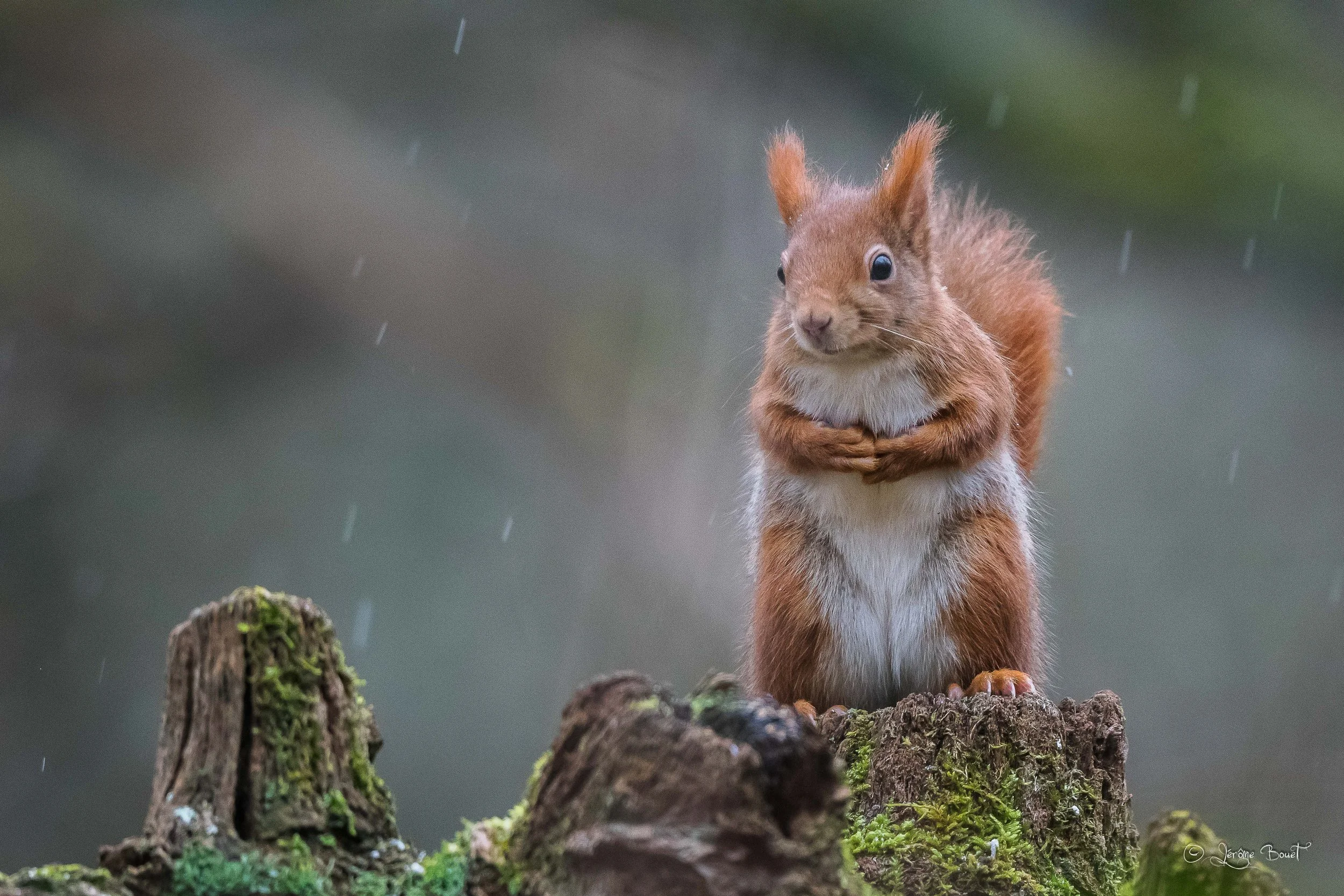 Premiers flocons
