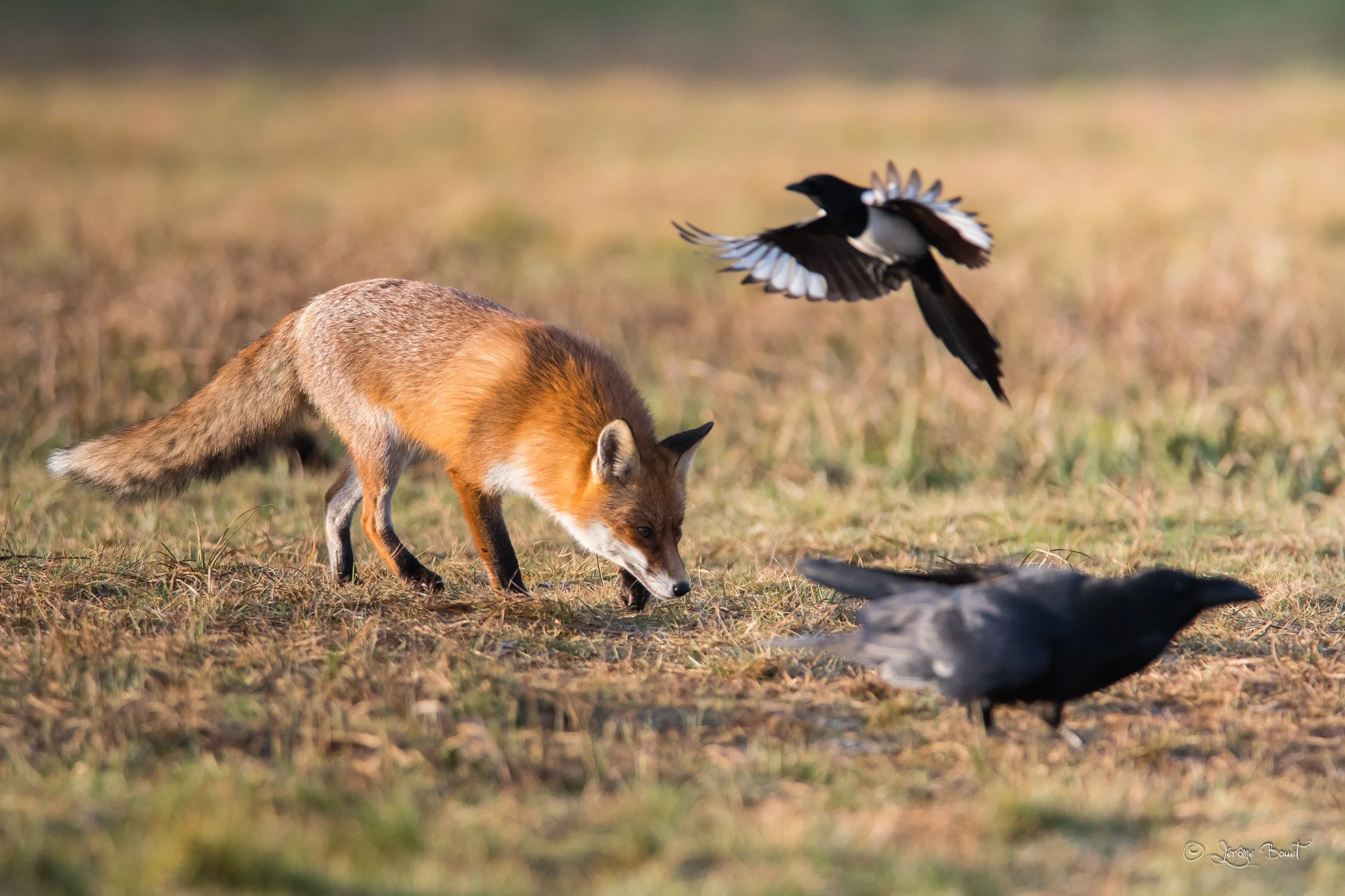Cohabitation avec les corvidés
