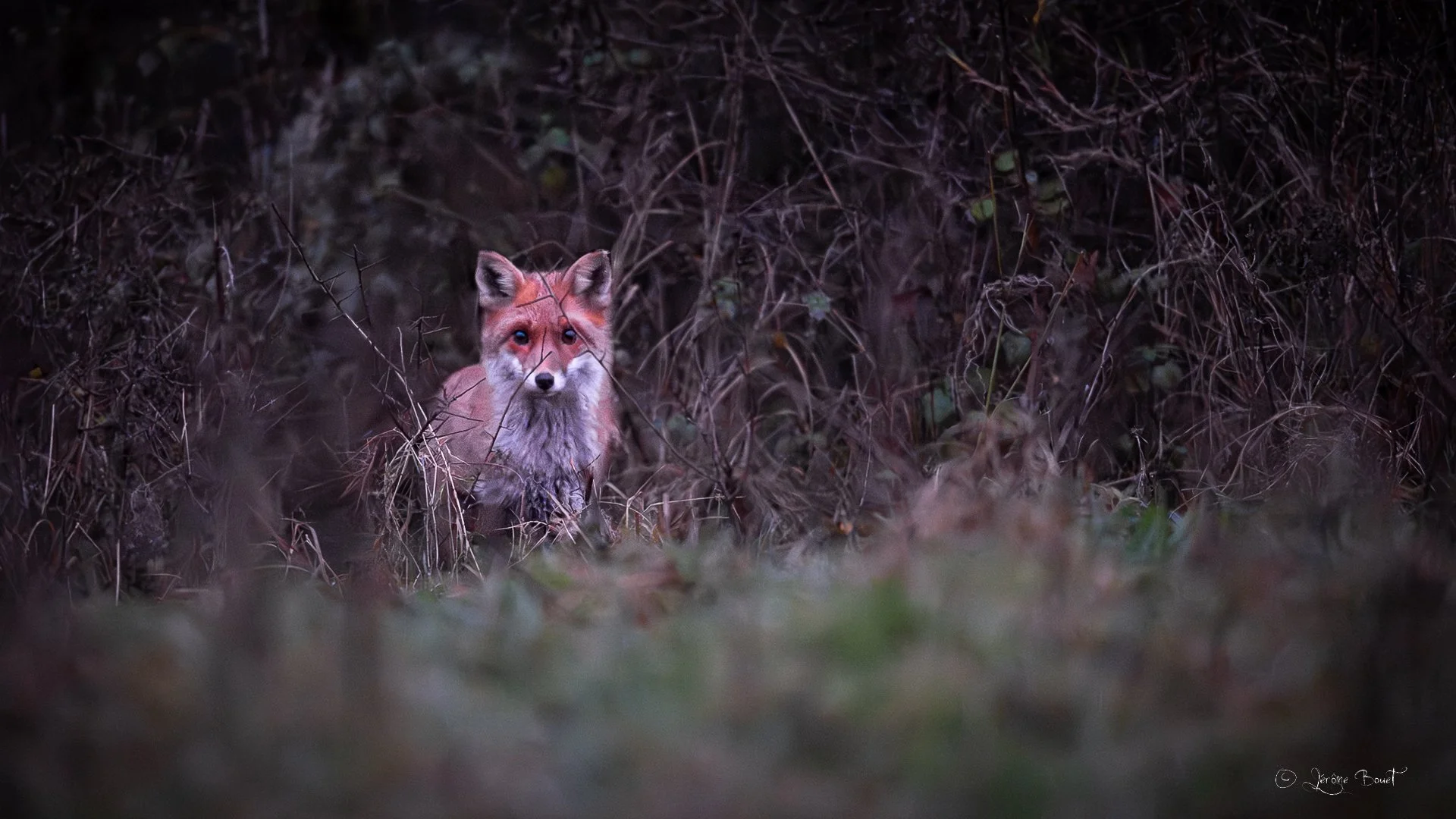 Dans les yeux de goupil