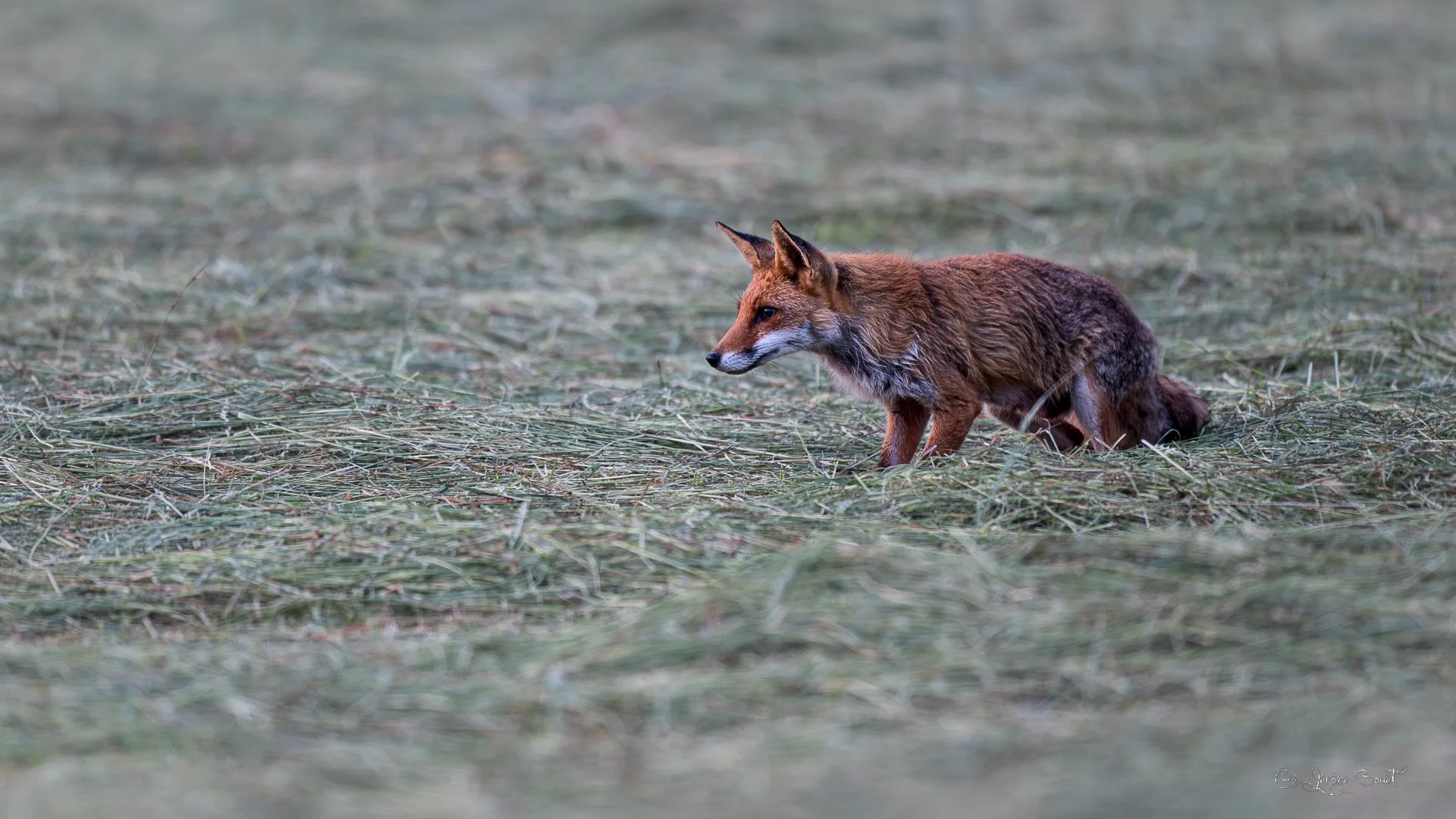 En chasse