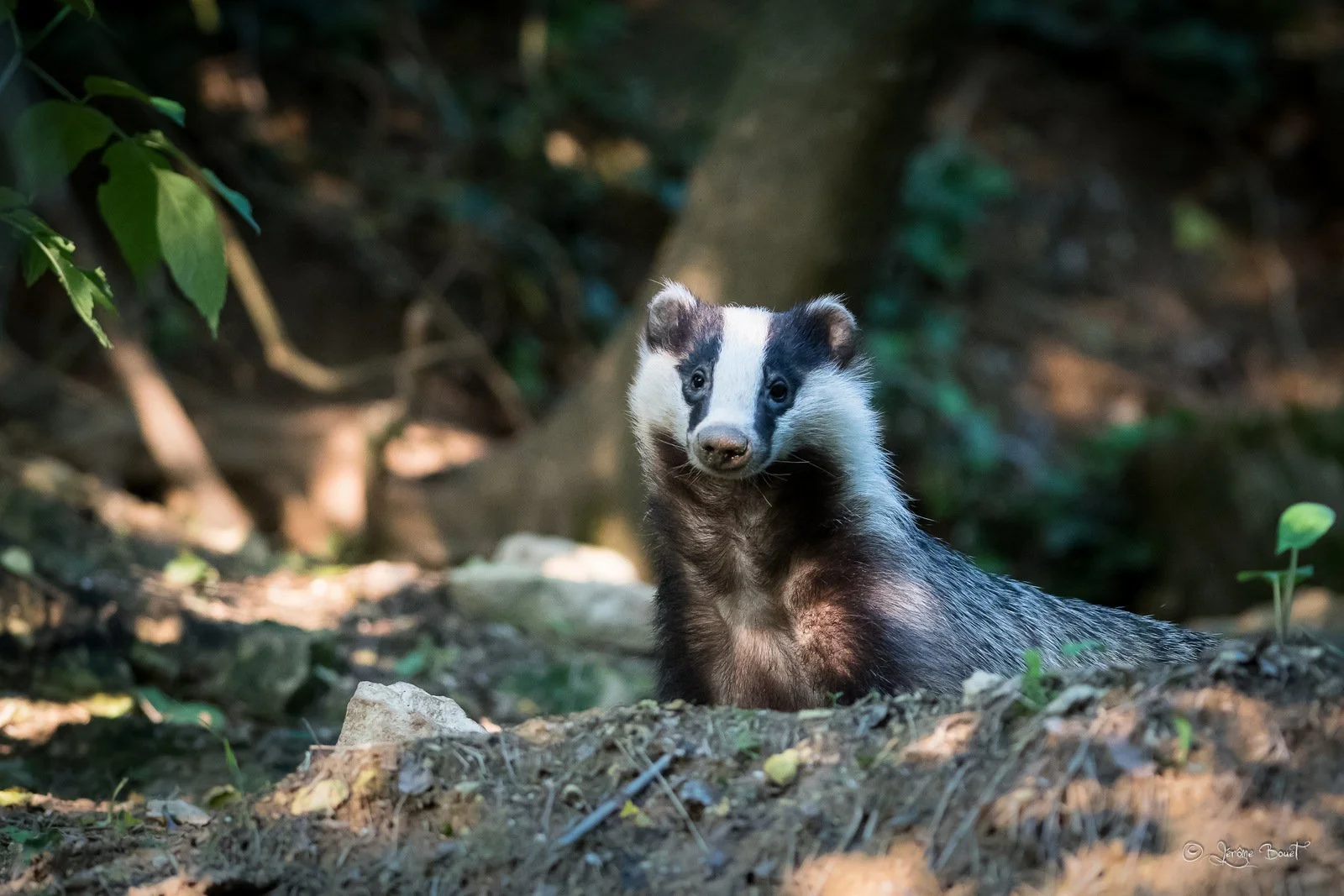 Le bandit masqué
