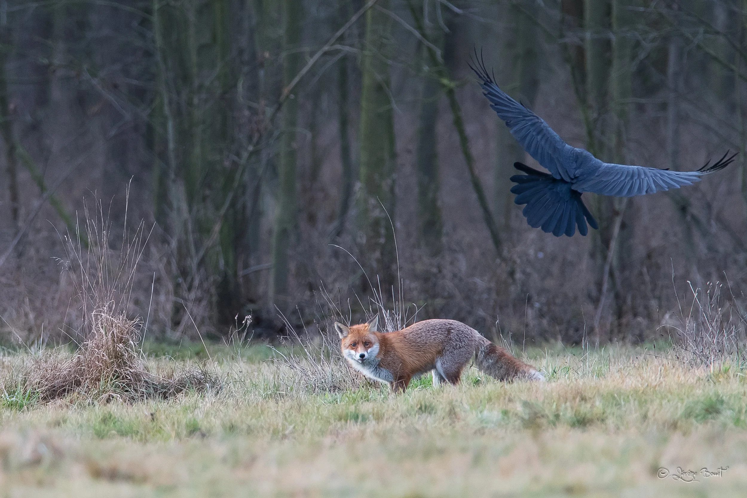 Le corbeau et le renard