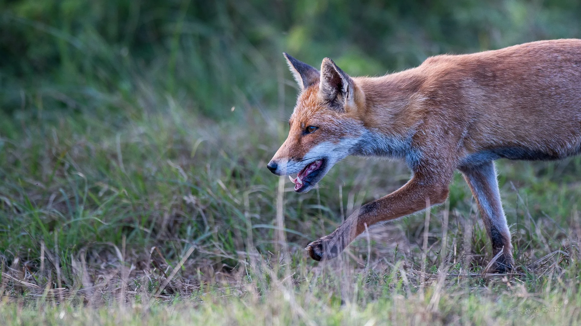 Renard d'arrêt