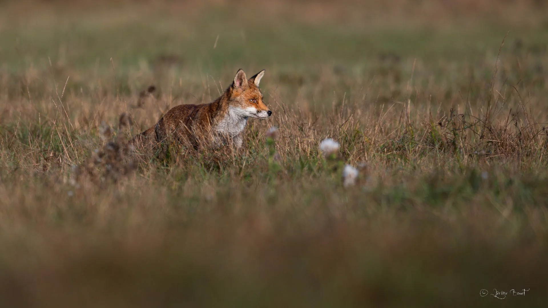Un goupil dans la prairie