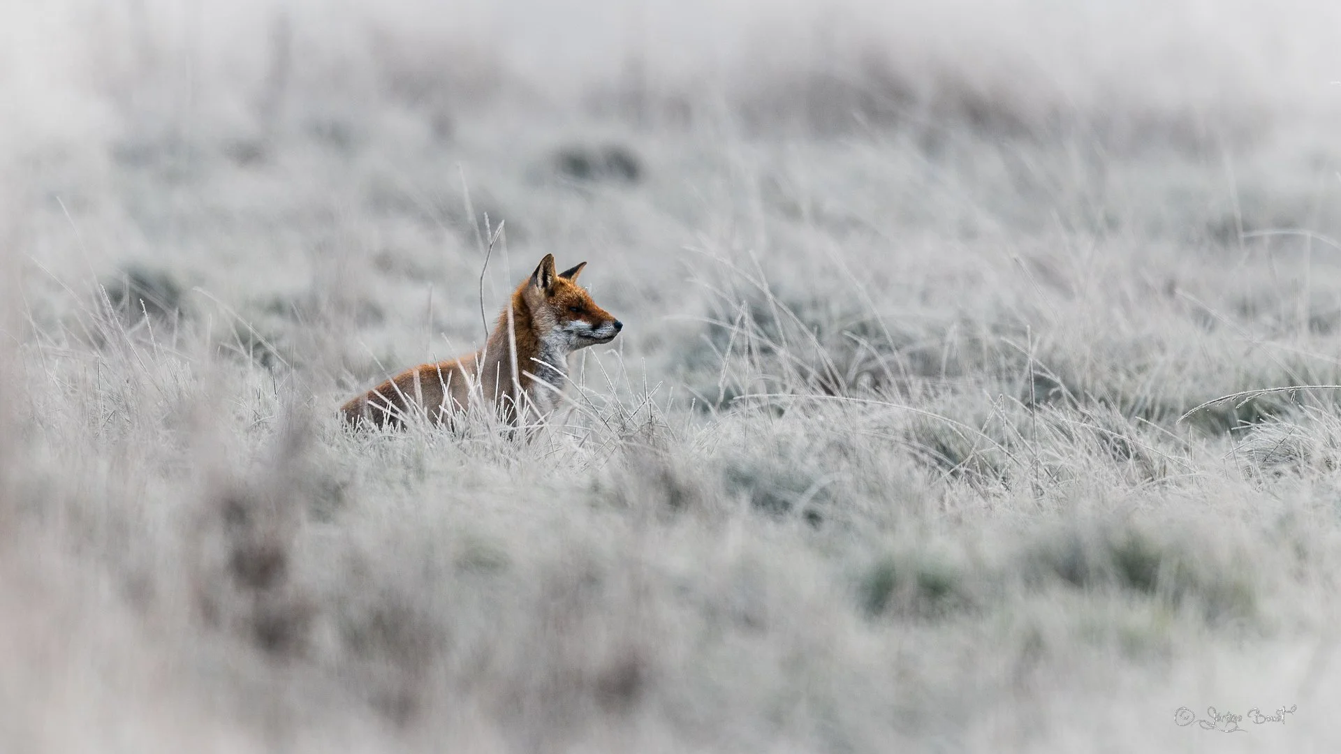 Une touche de couleur dans le givre