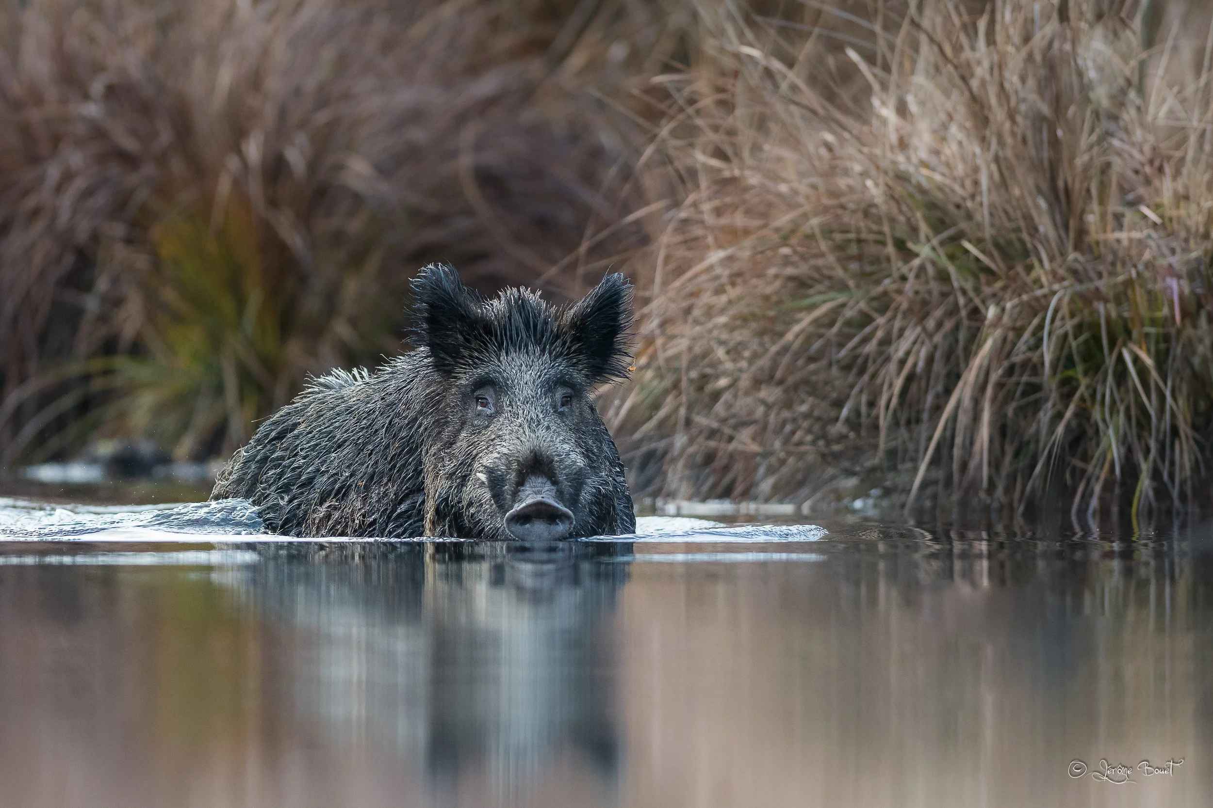 Razorback is back