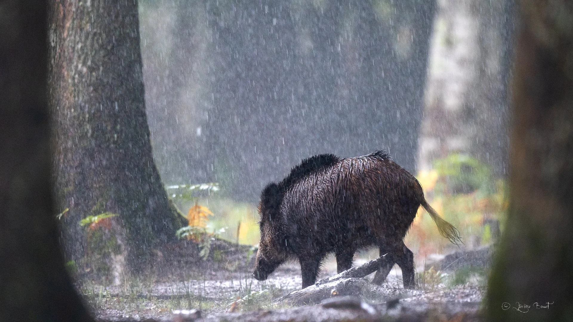 Sous une pluie battante