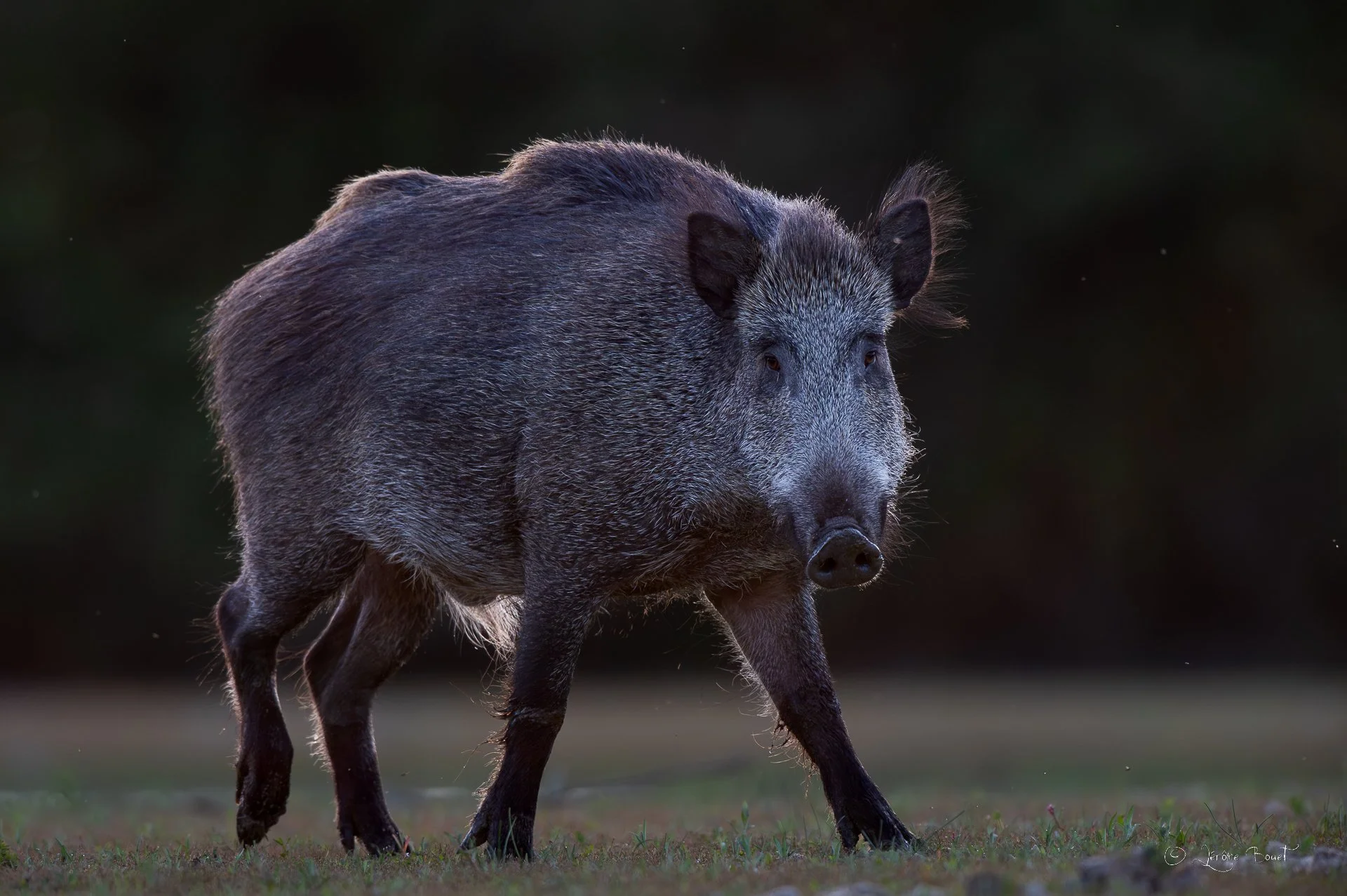 Curiosité animale