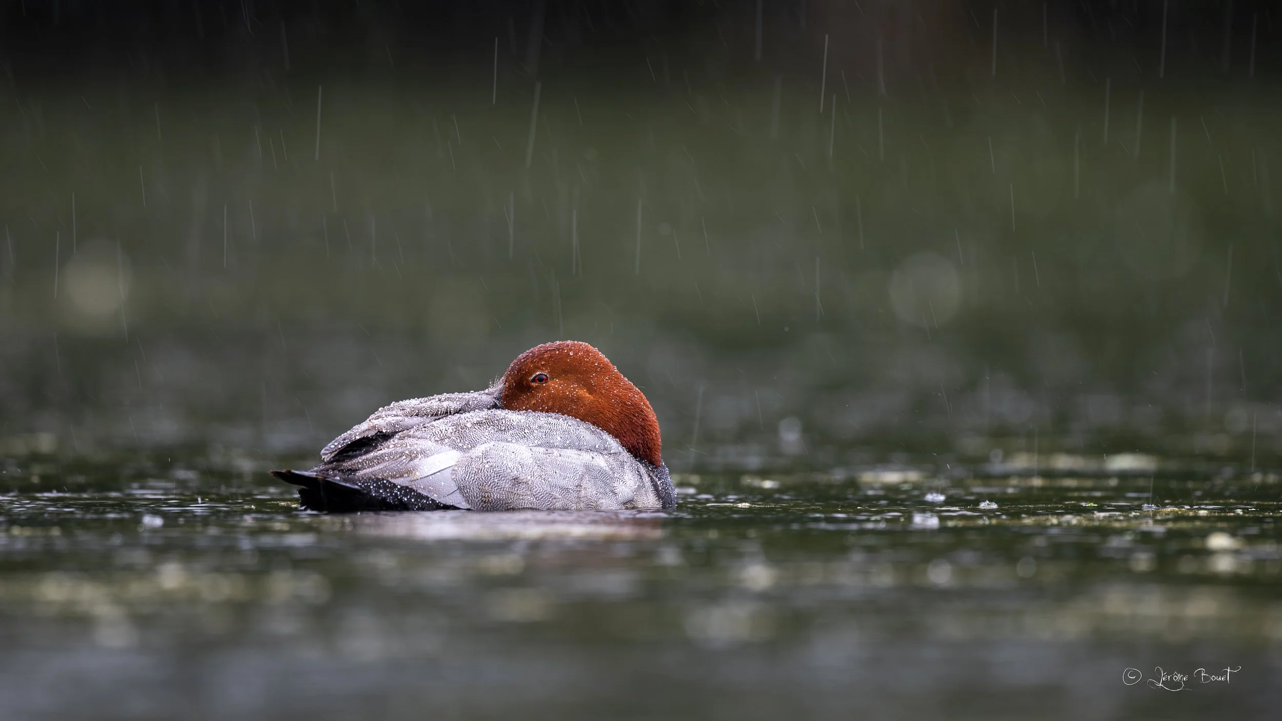 Jour de pluie