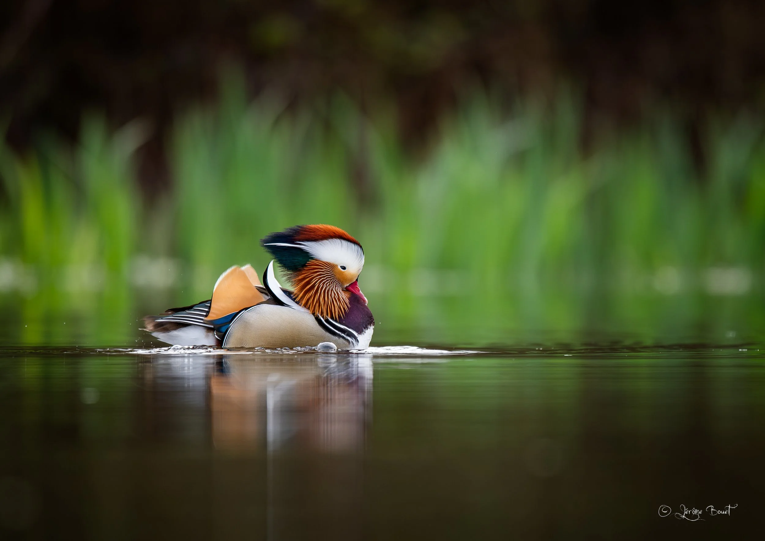 Mandarin mâle en plumage nuptial