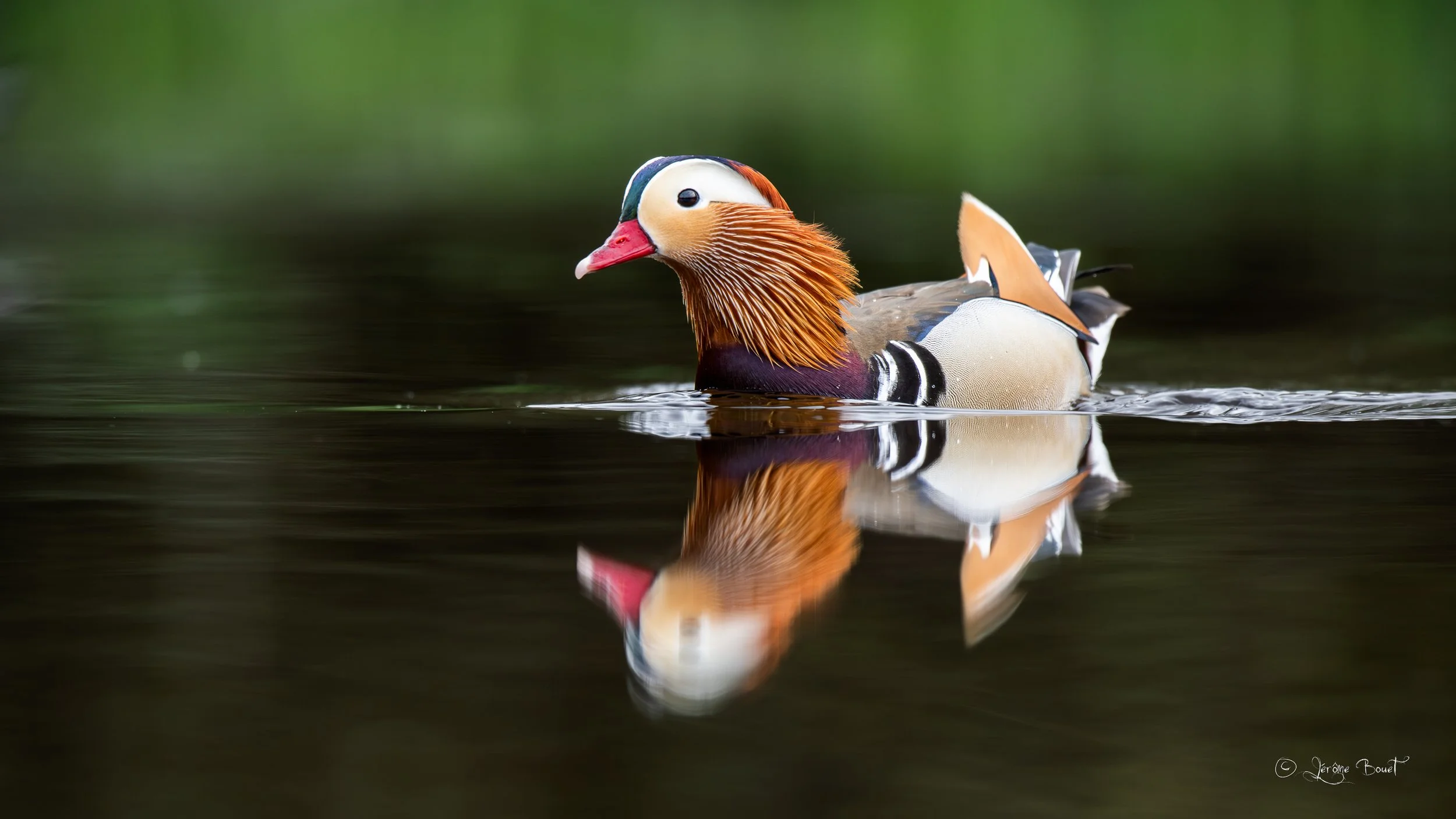 Une œuvre d'art à plumes