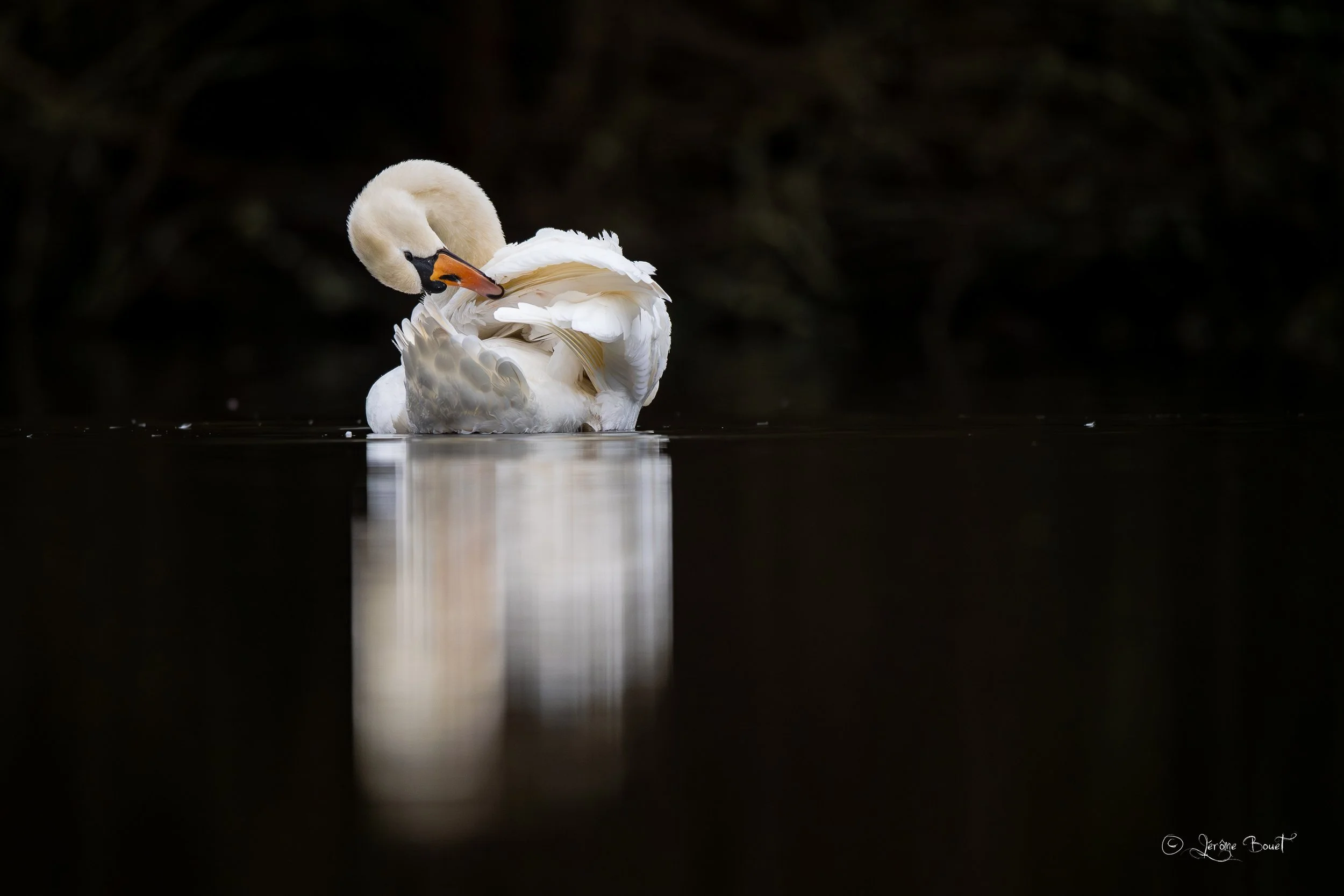 Entretien du blanc plumage