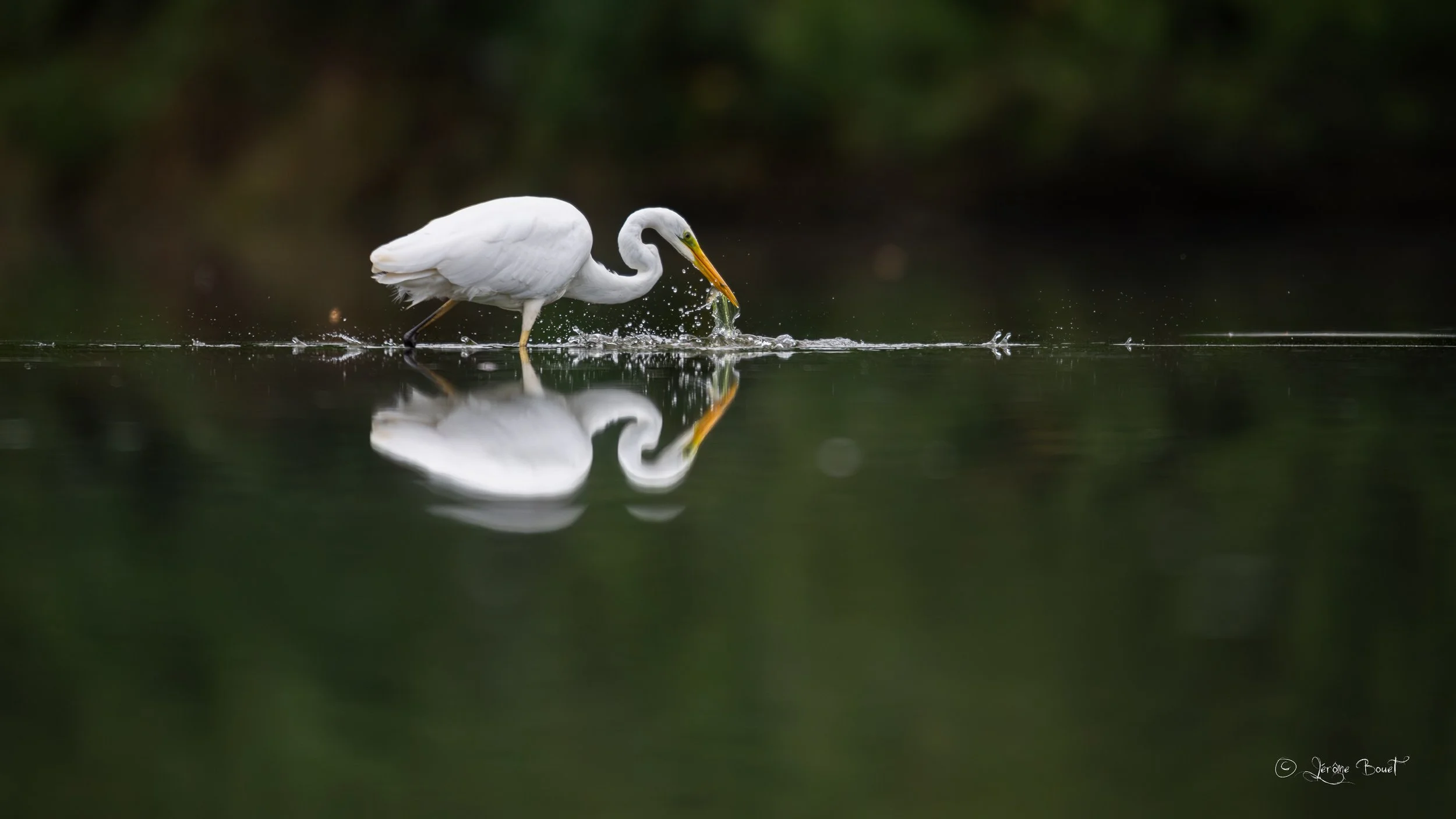 Pêche réussie pour la grande Aigrette