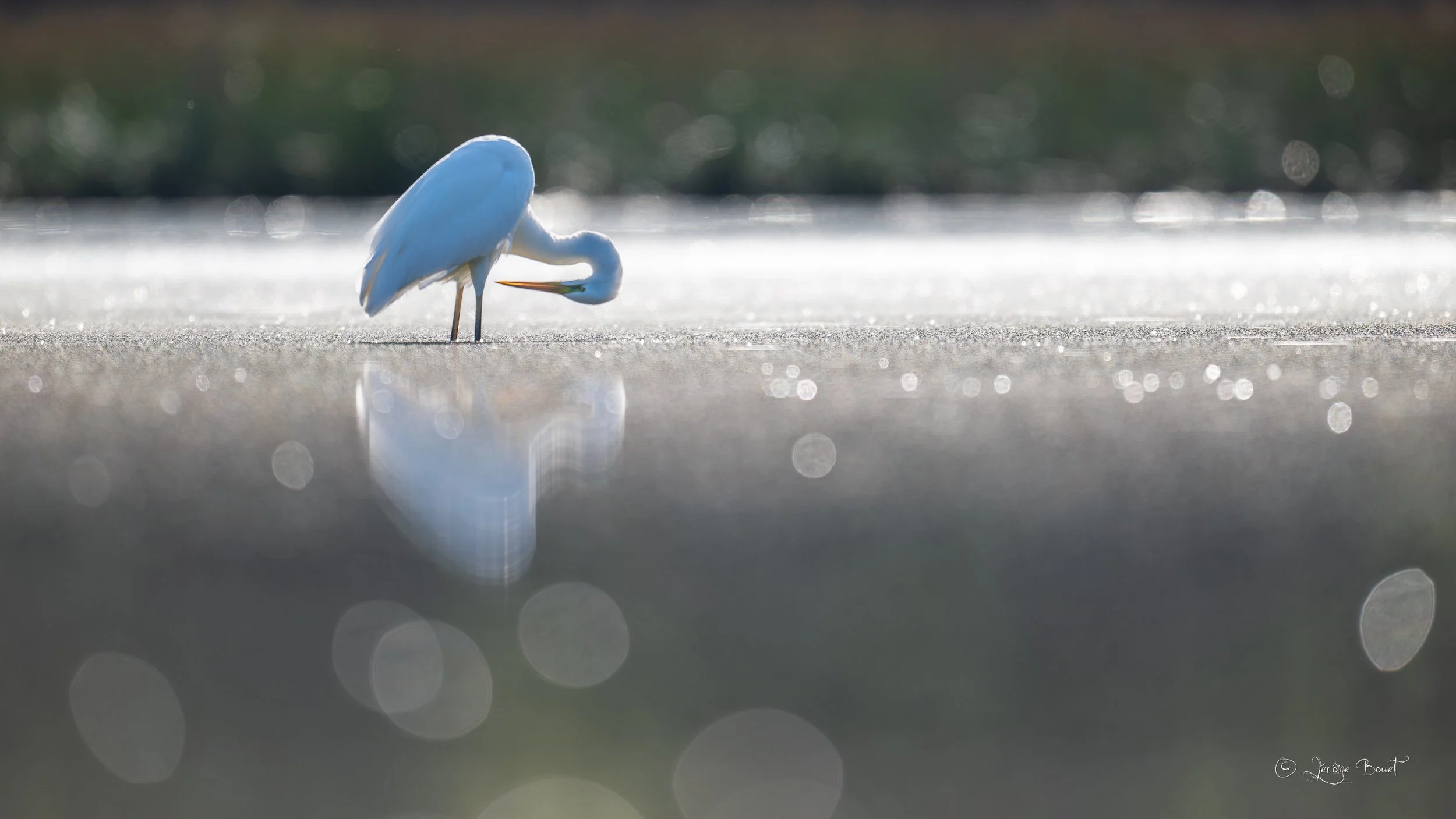 Inspection du plumage