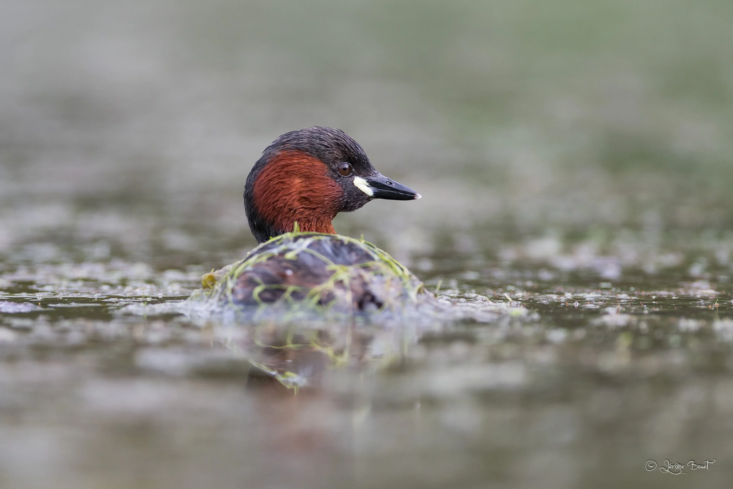 En plumage nuptial