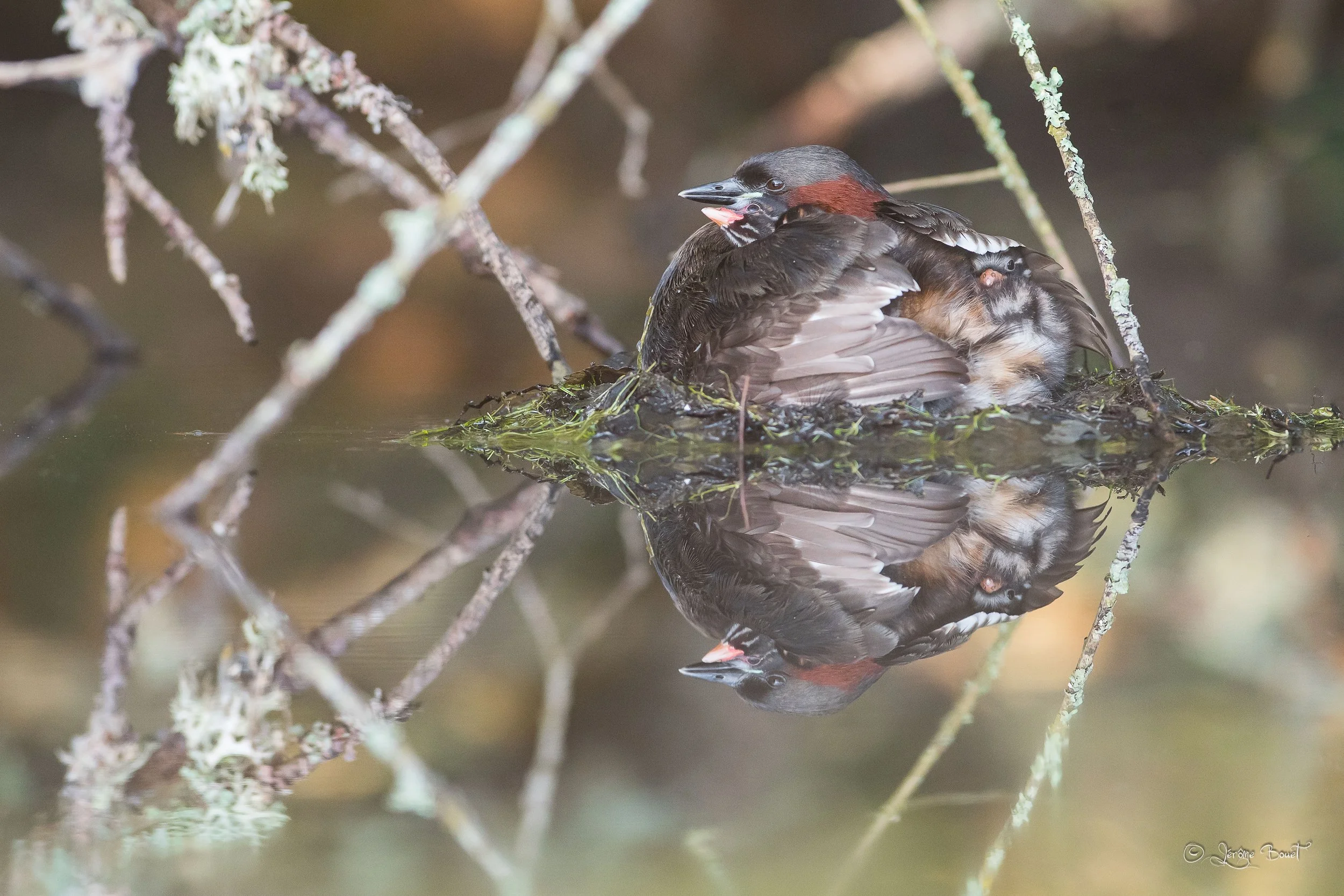 Sous les ailes de maman