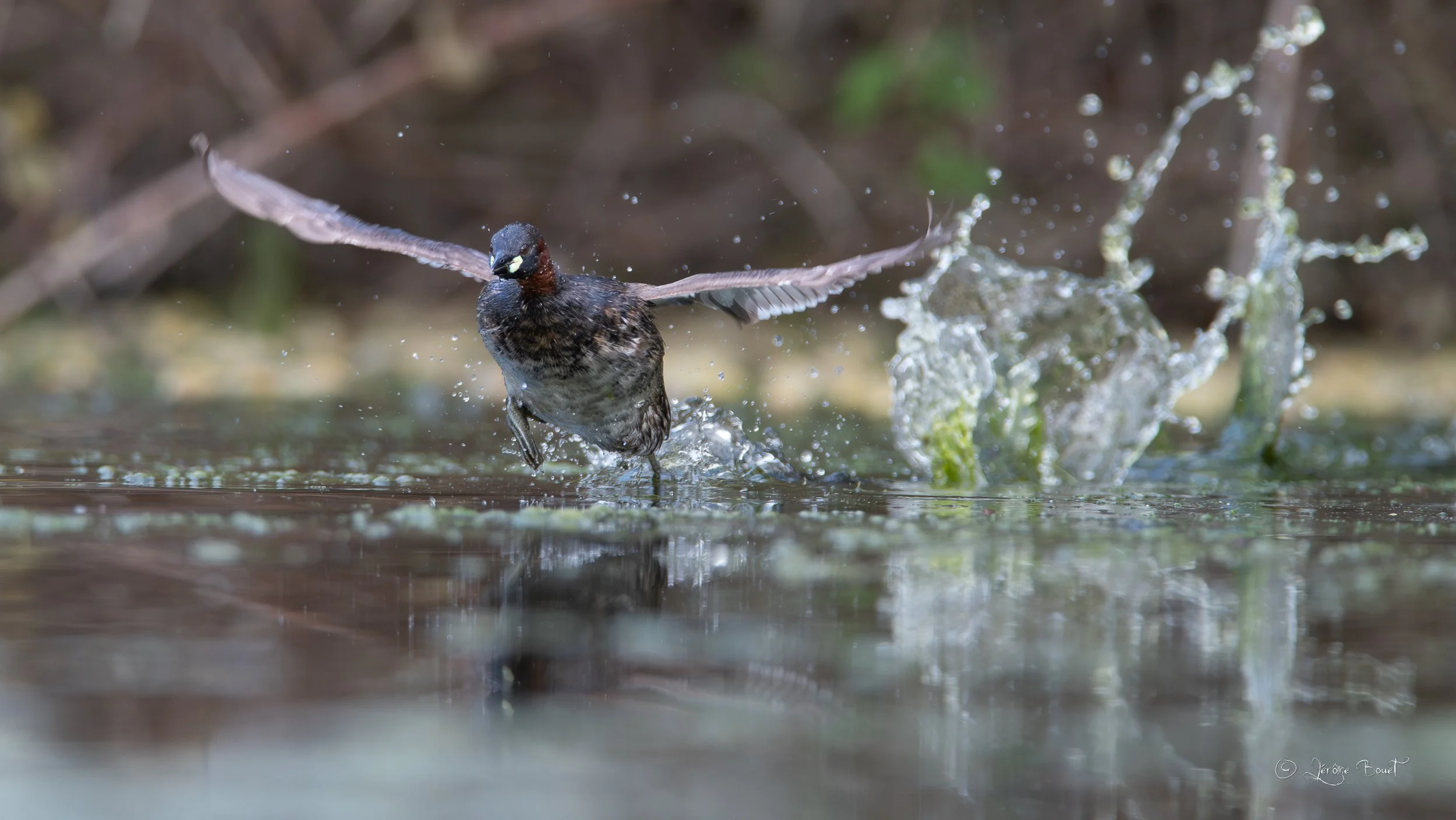 Courir sur l'eau