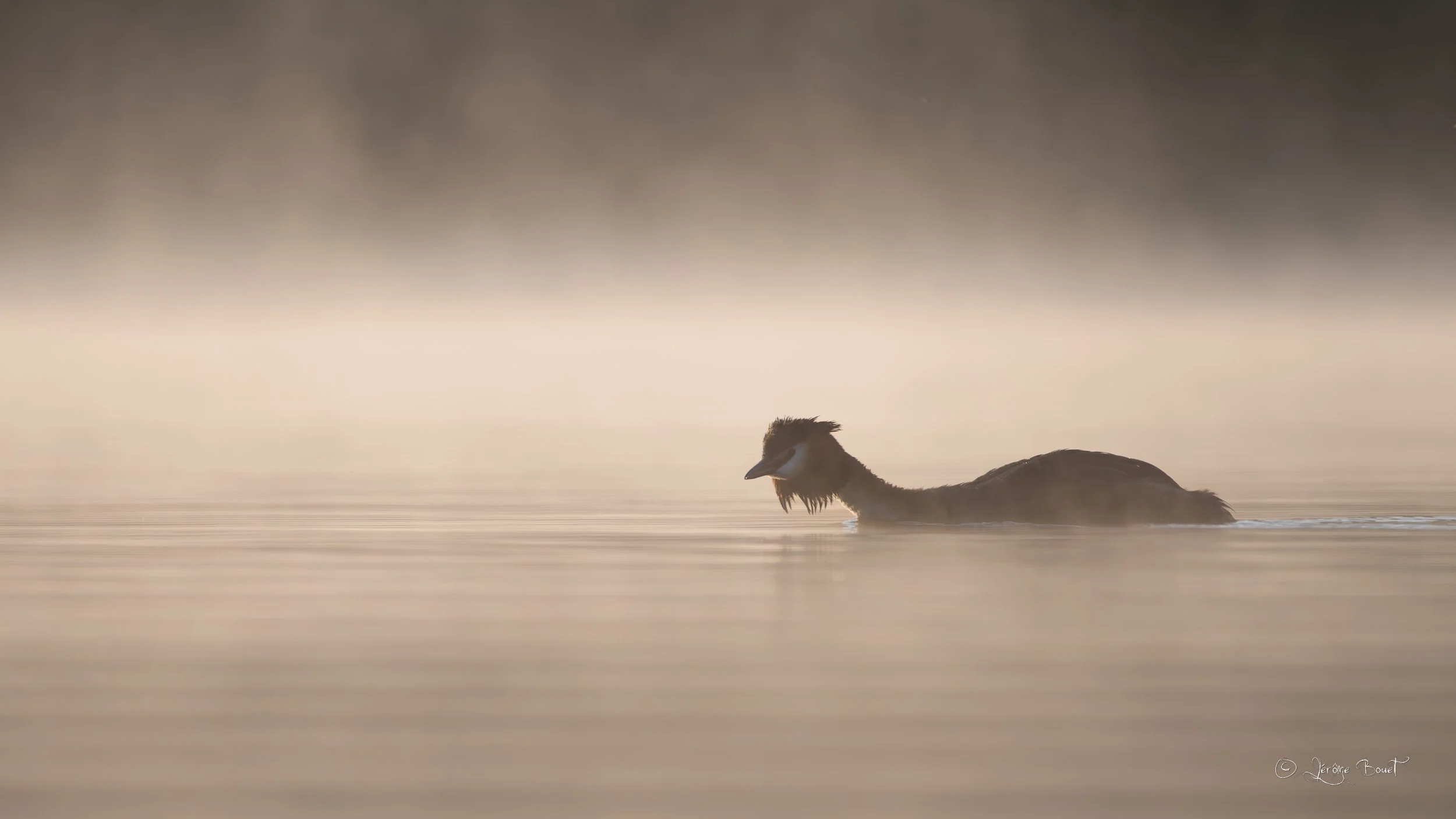 Dans la brume dorée du matin