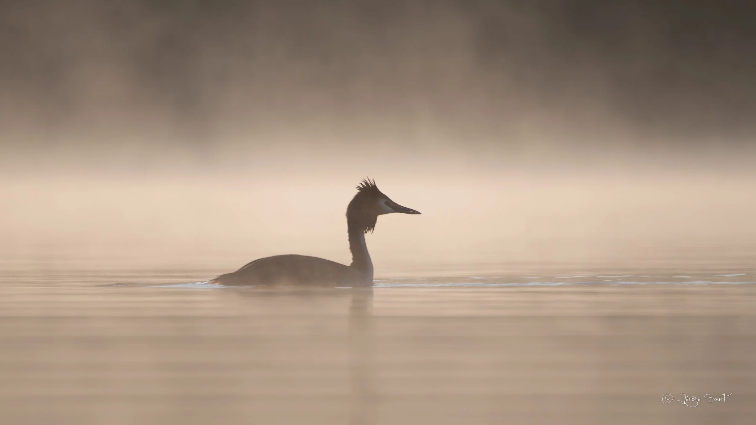 Huppé dans la brume