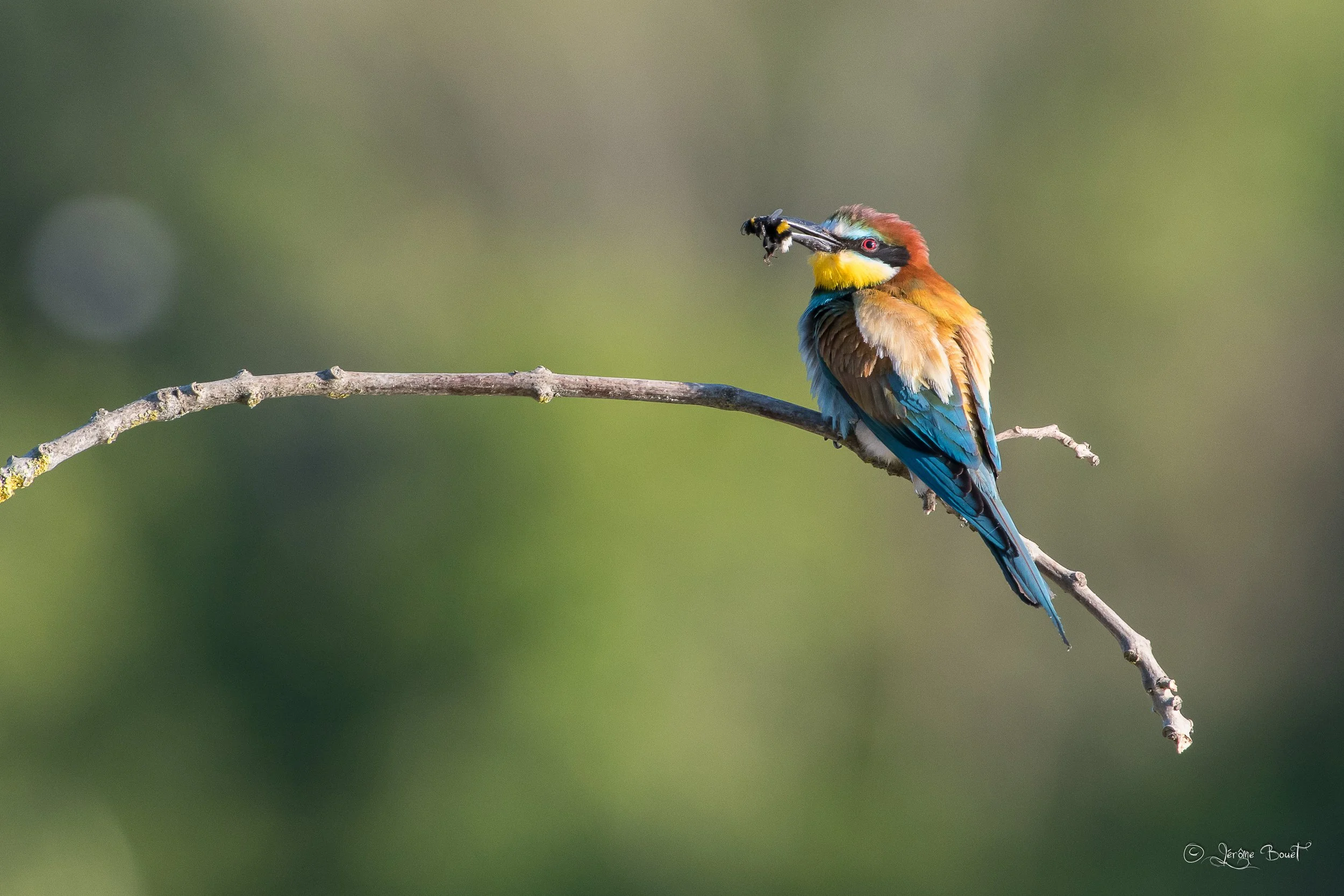 Retour de chasse avec un bourdon