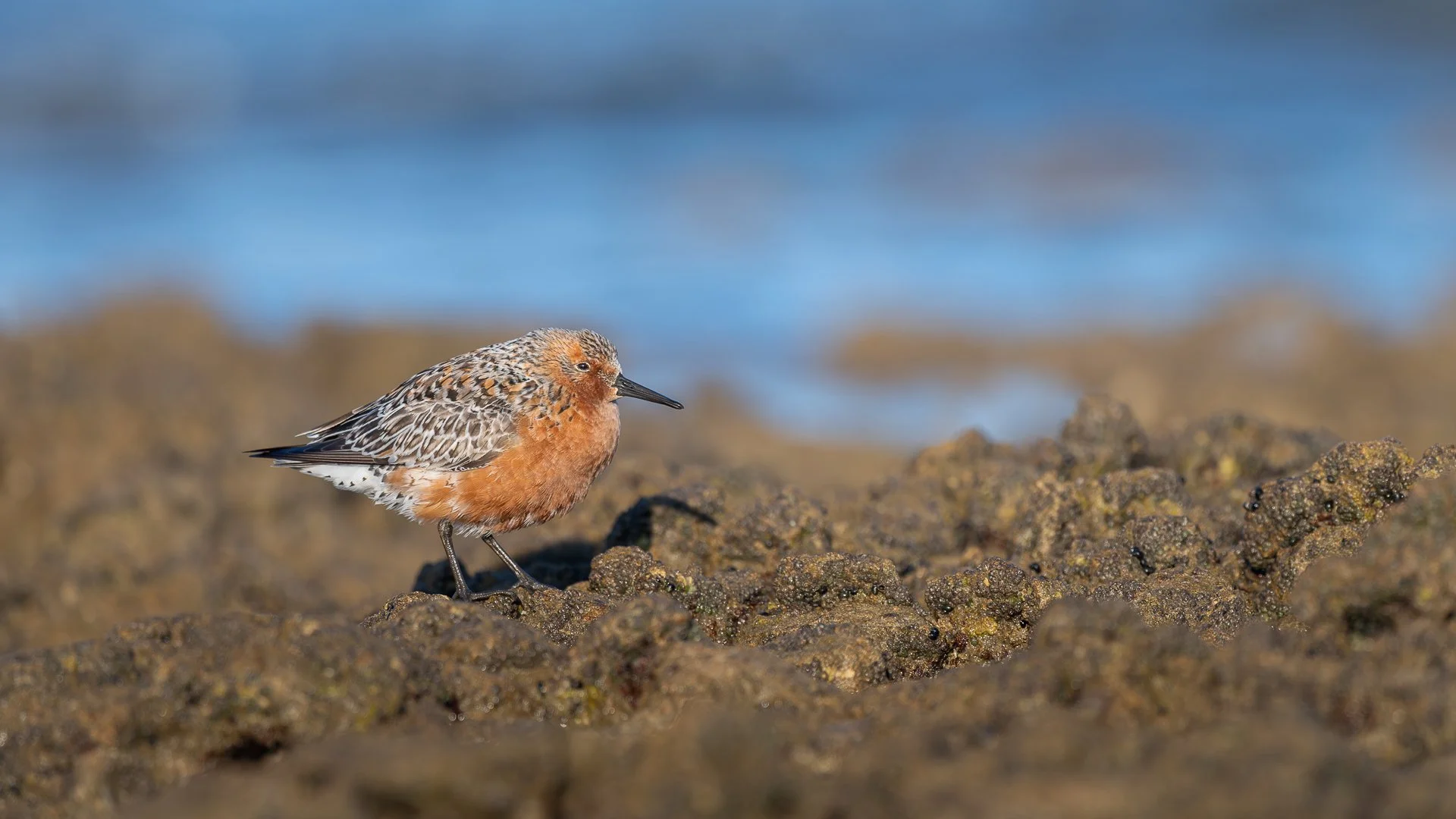 Bécasseau maubèche en plumage nuptial