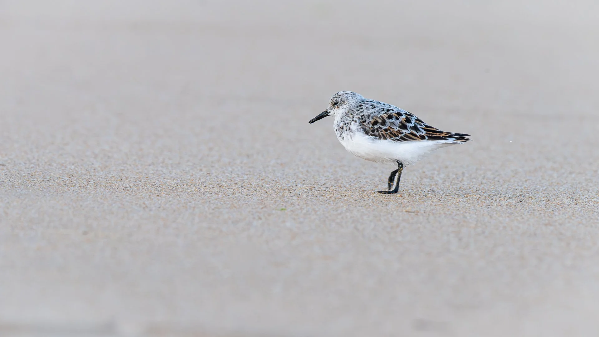 Bécasseau Sanderling sur la plage