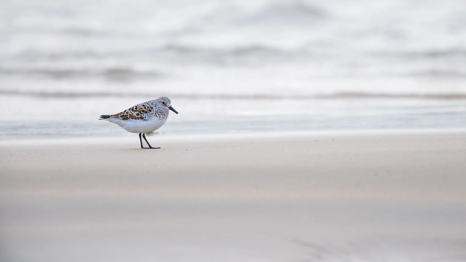 Seul sur la plage