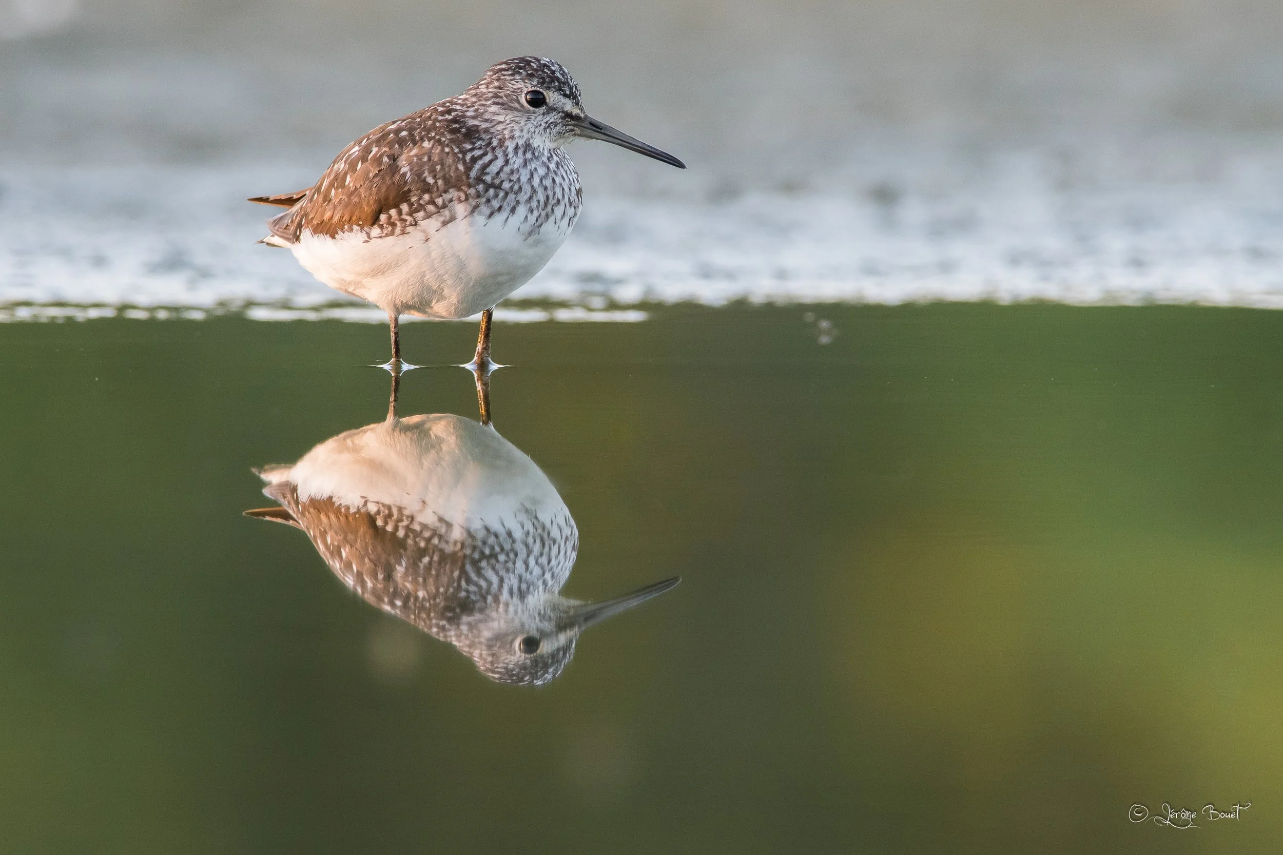 Chevalier Culblanc et son reflet