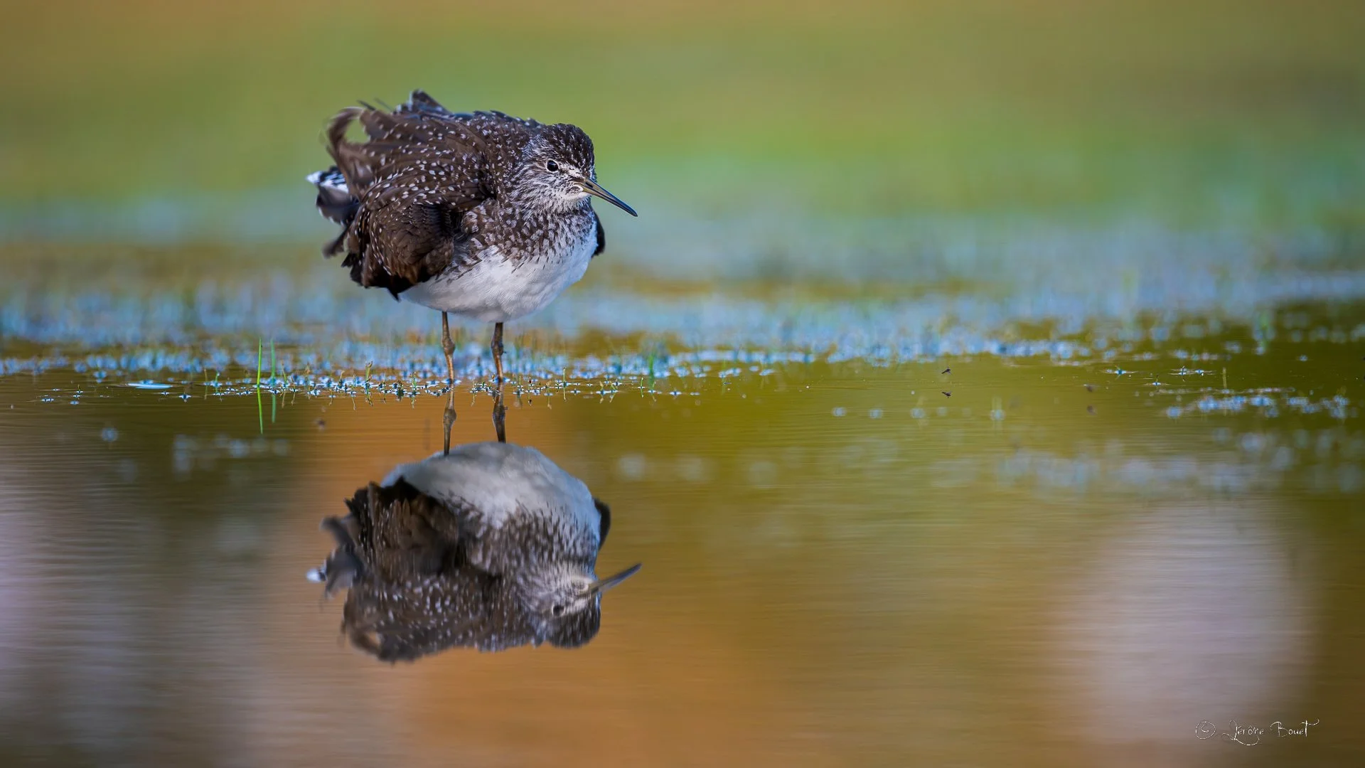 Reflet d'un soir d'été