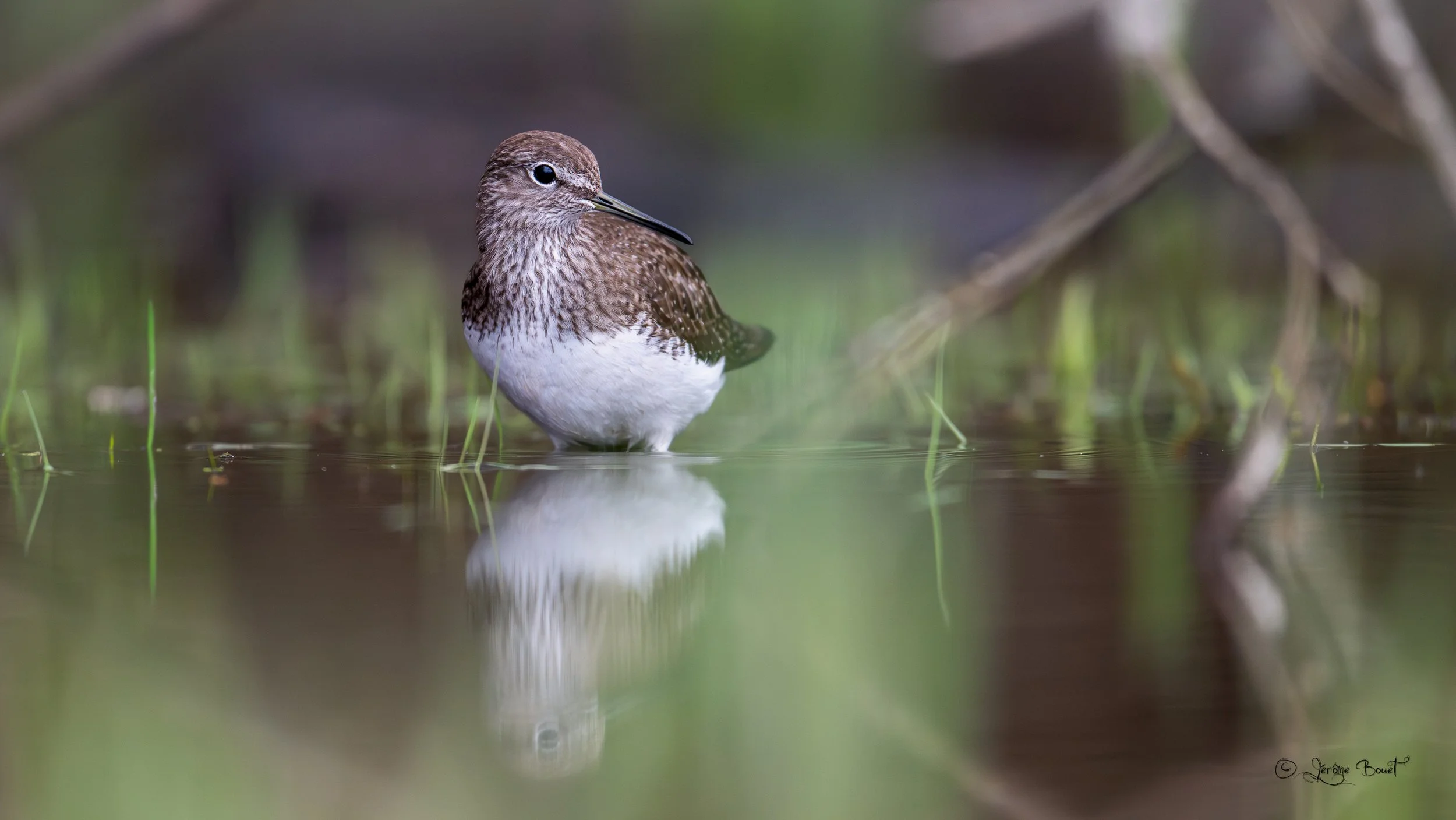 Culblanc et son reflet
