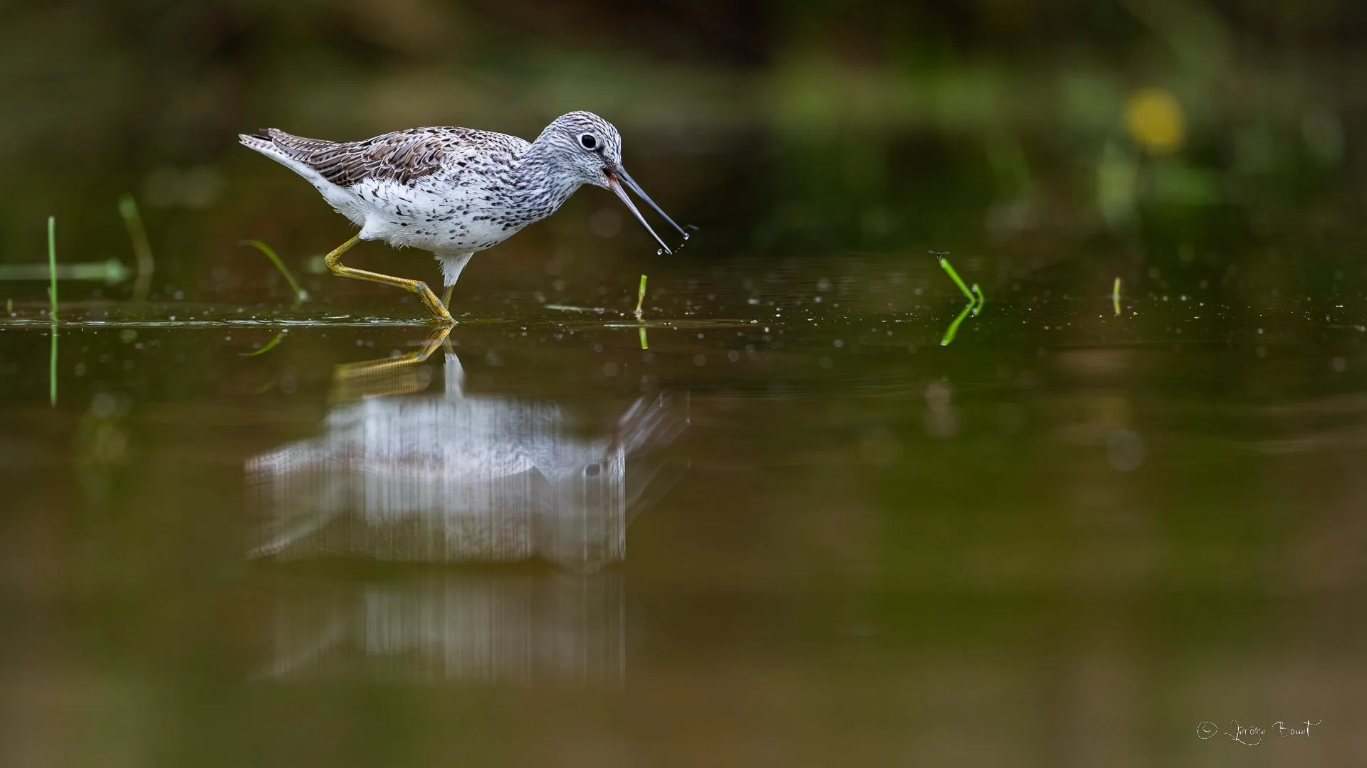 En quête d'une larve aquatique