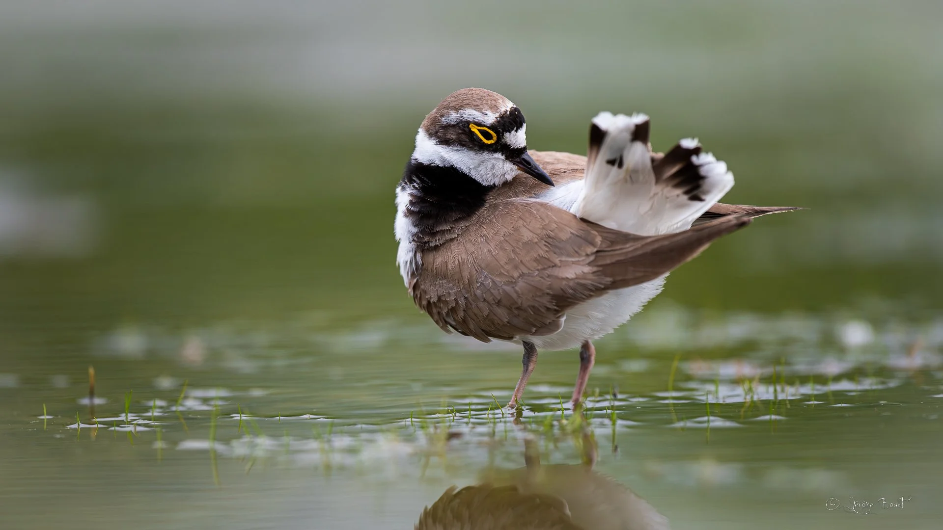 Inspection du plumage