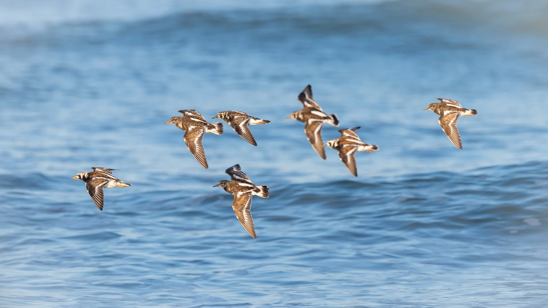 Escadrille de tournepierre à collier