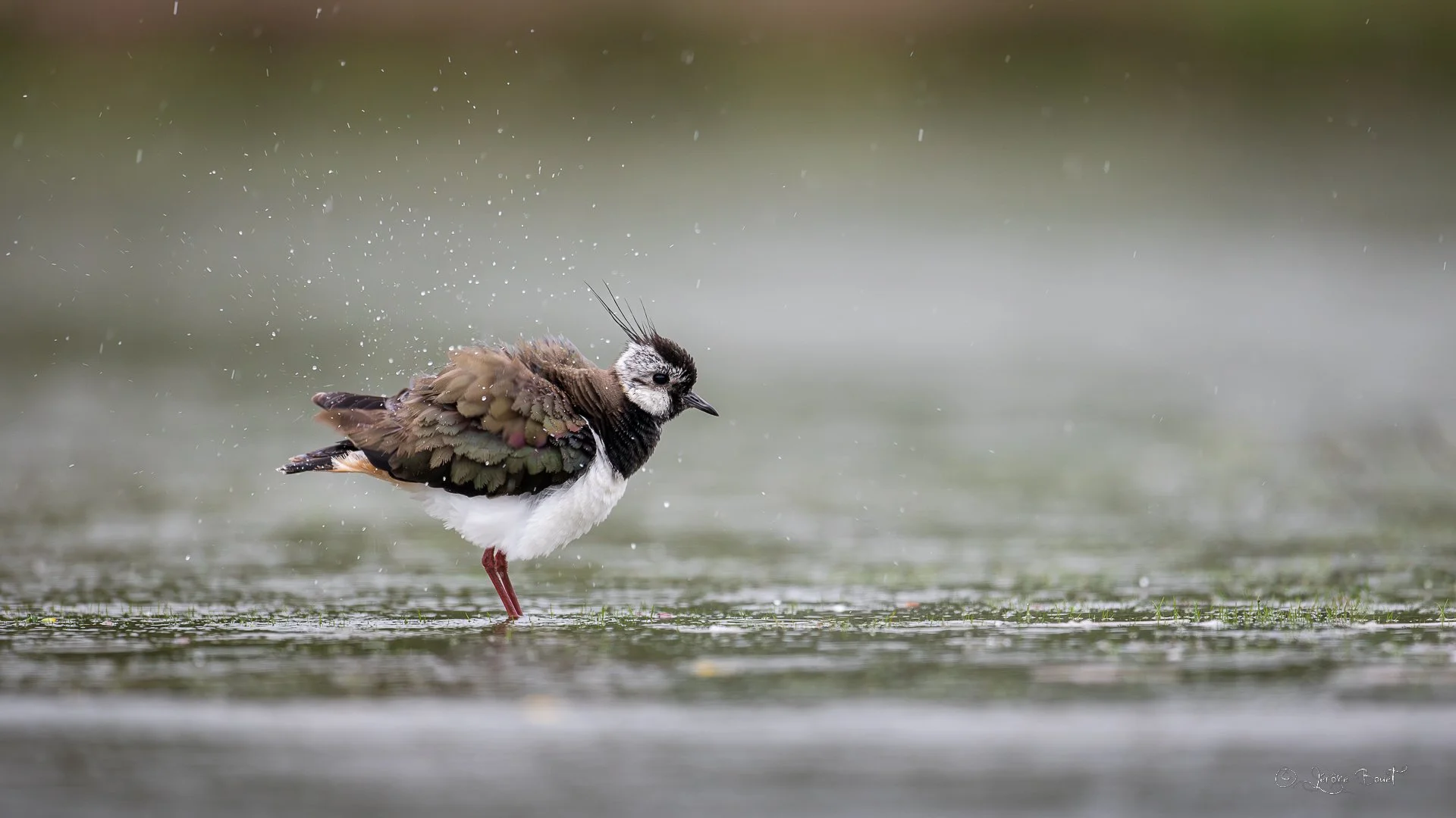 Essorage après la pluie