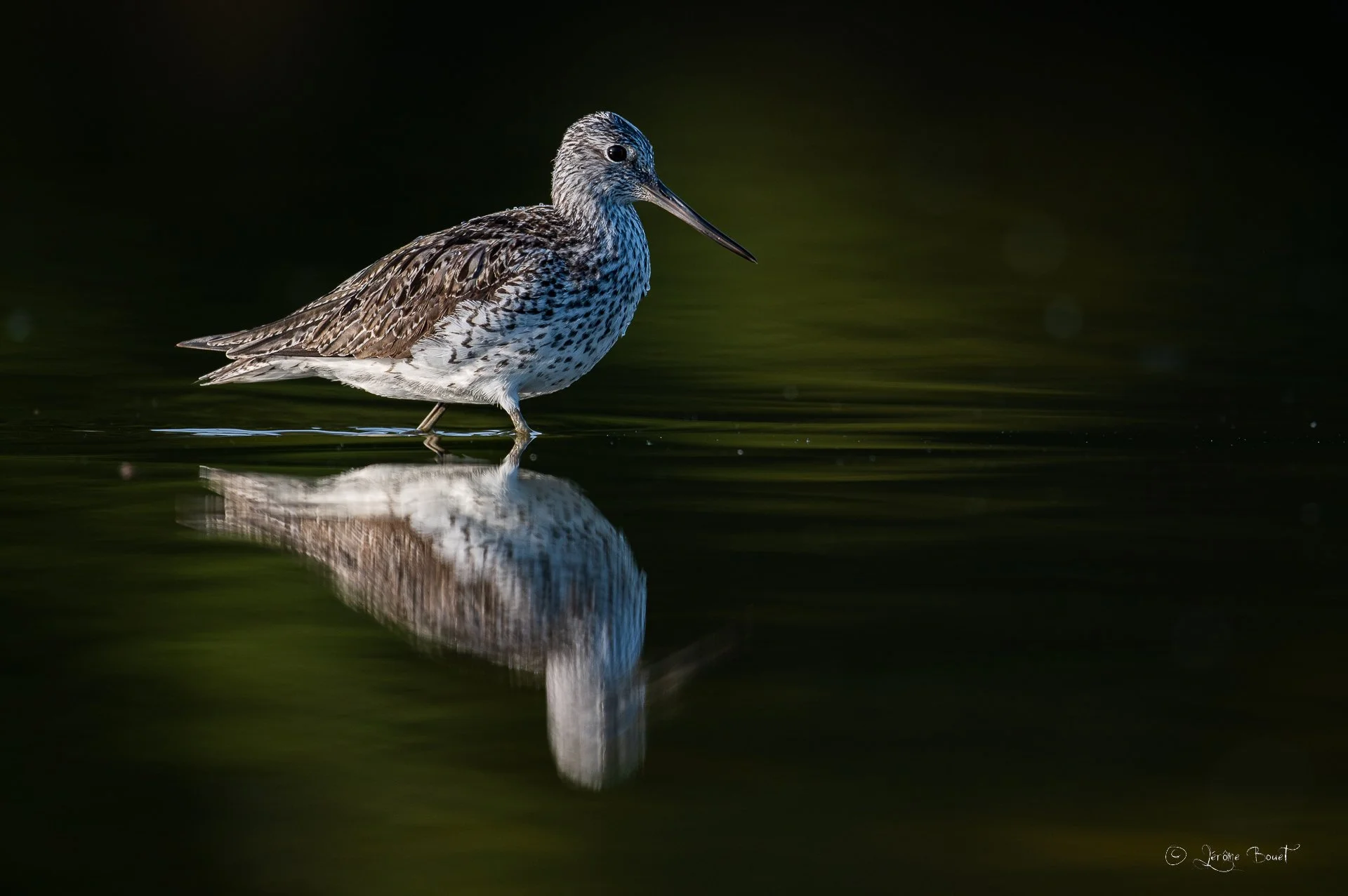 Reflet d"aboyeur