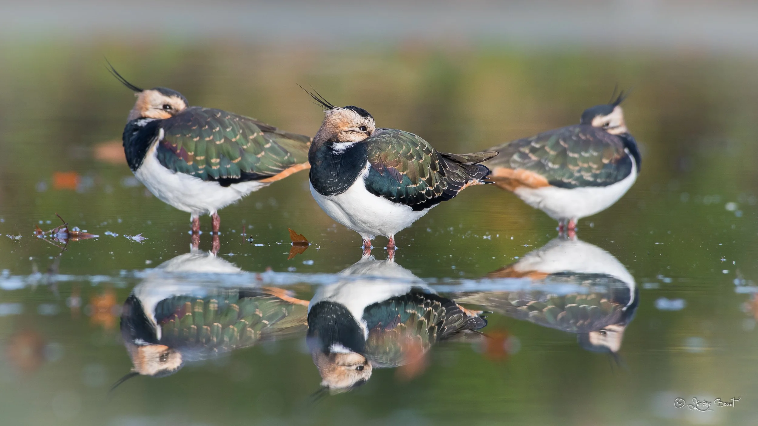Trio de vanneaux