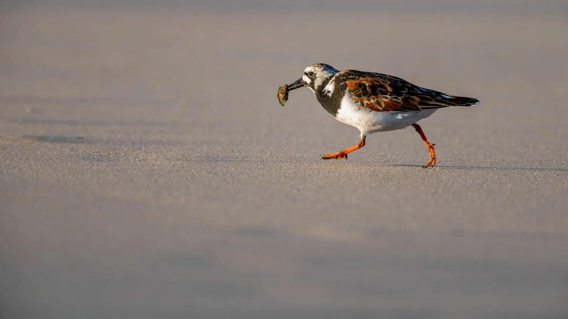Une patelle pour diner