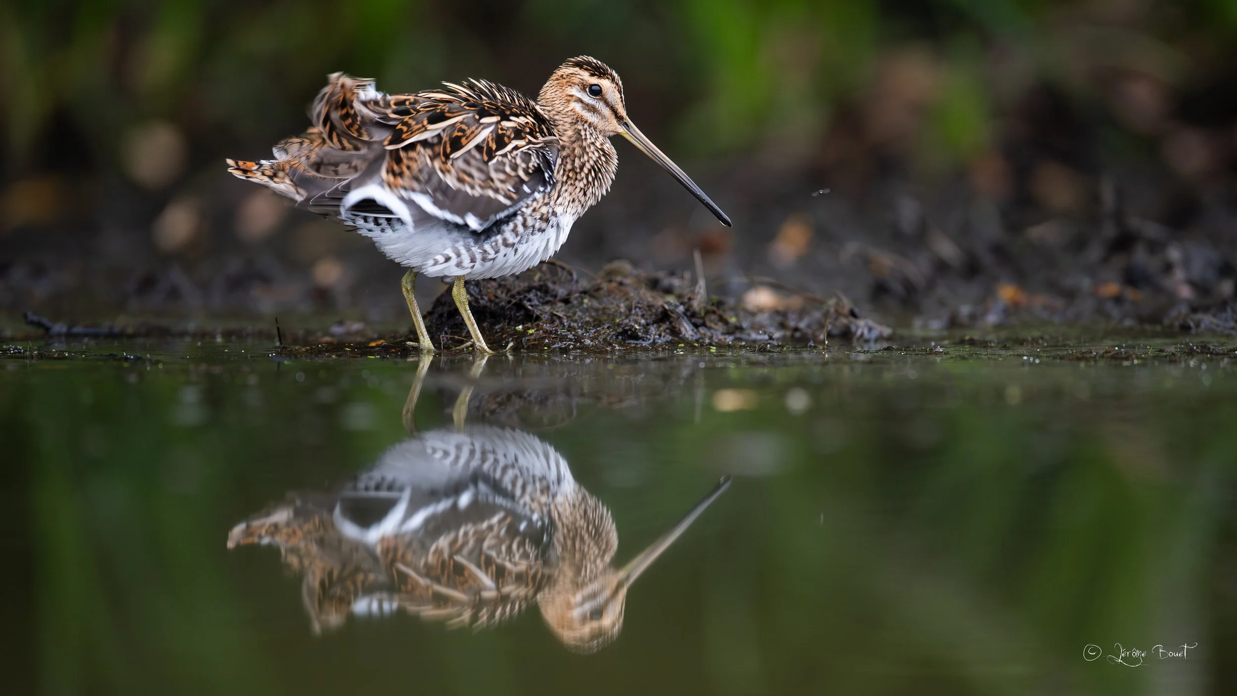 Un plumage aux couleurs subtiles