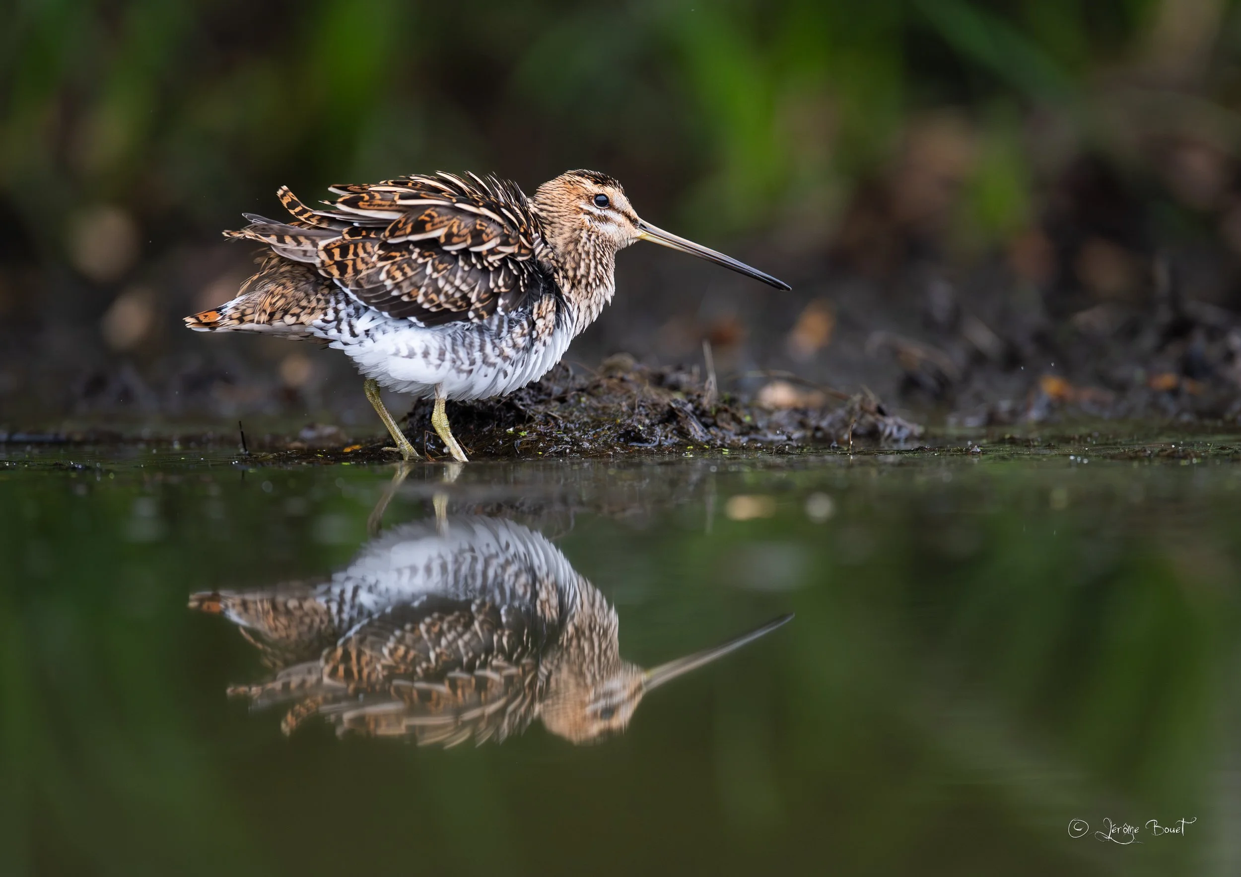 Un parfait reflet