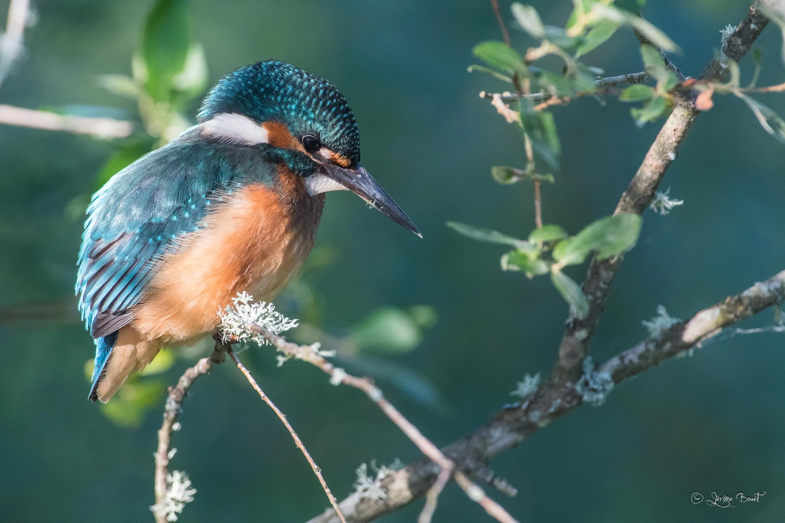 La flèche bleue
